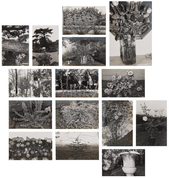 Photographs of Flowers