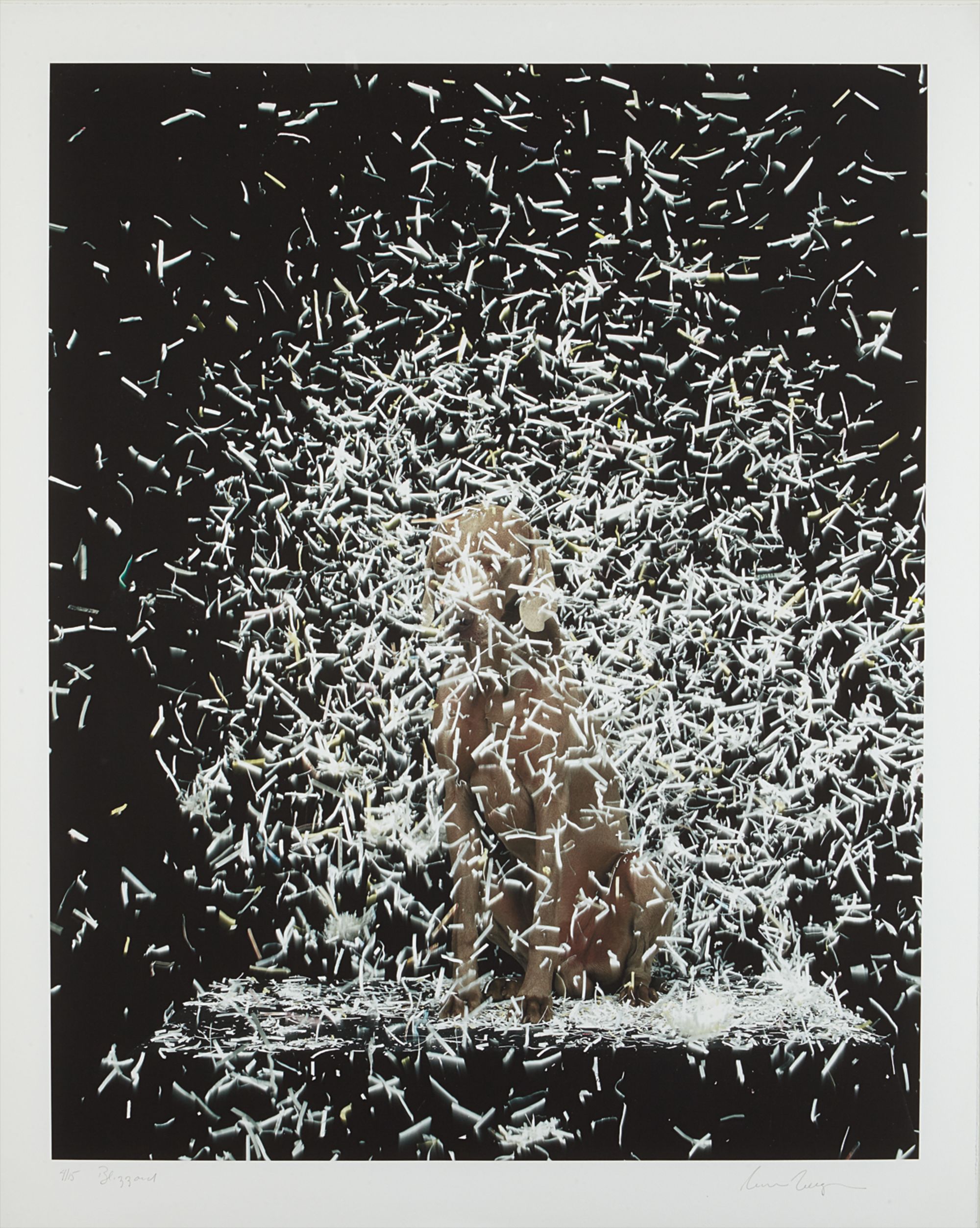 William Wegman — Blizzard