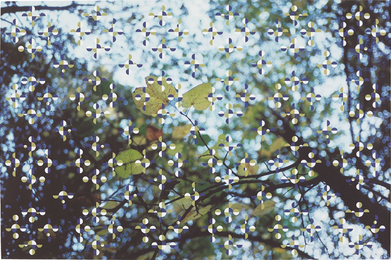 Gabriel Orozco — Light through Leaves (for Parkett)