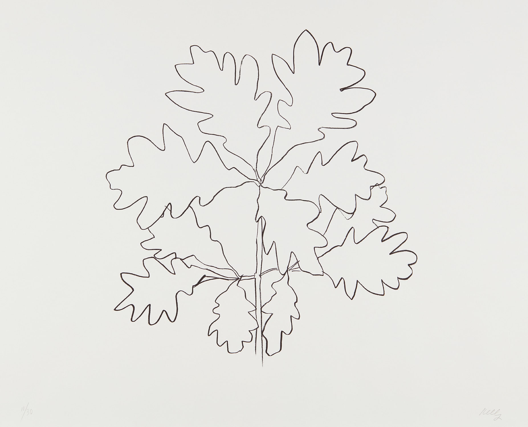 Ellsworth Kelly — Oak VI, from Series of Oak Leaves