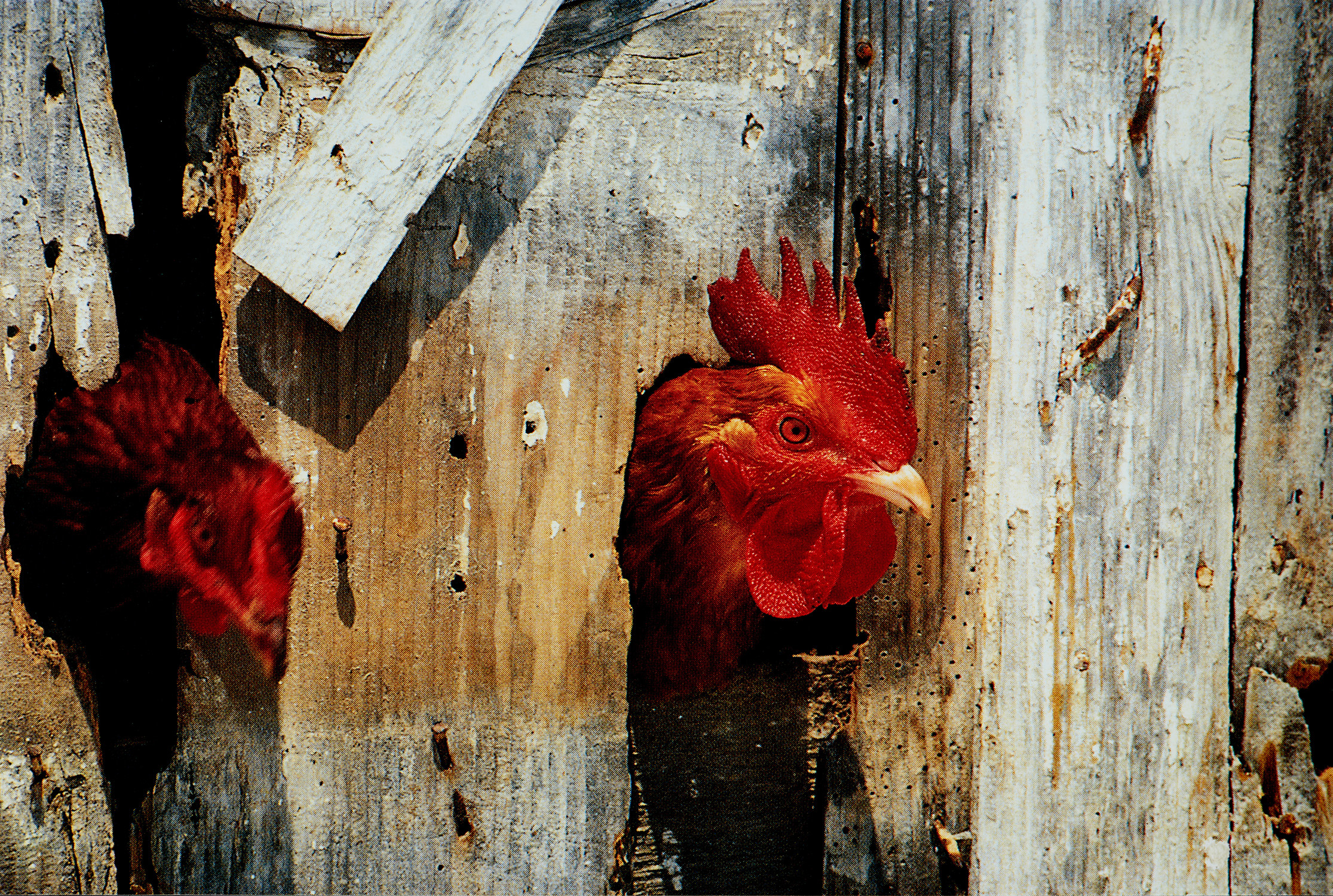 Nate Lowman — Rubberneck