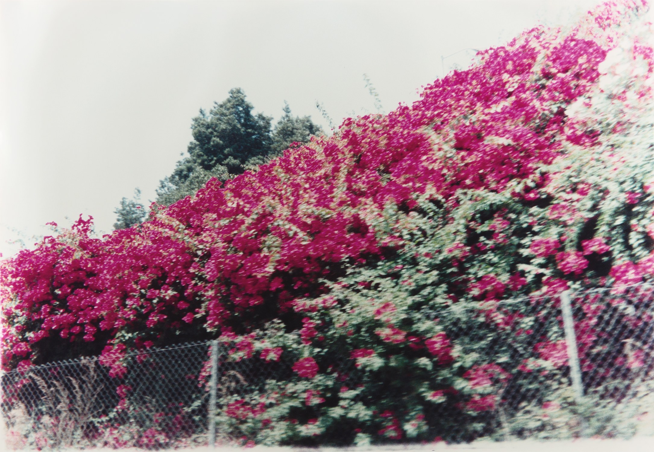 Bougainvillea in Hollywood