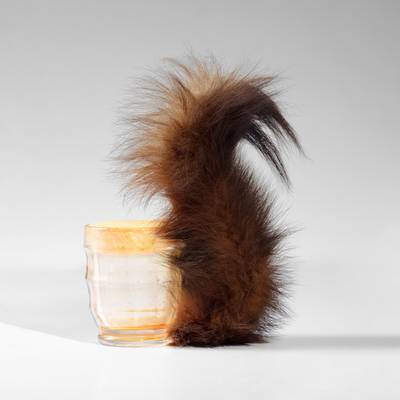 Eichhörnchen (Squirrel) (C. S126)