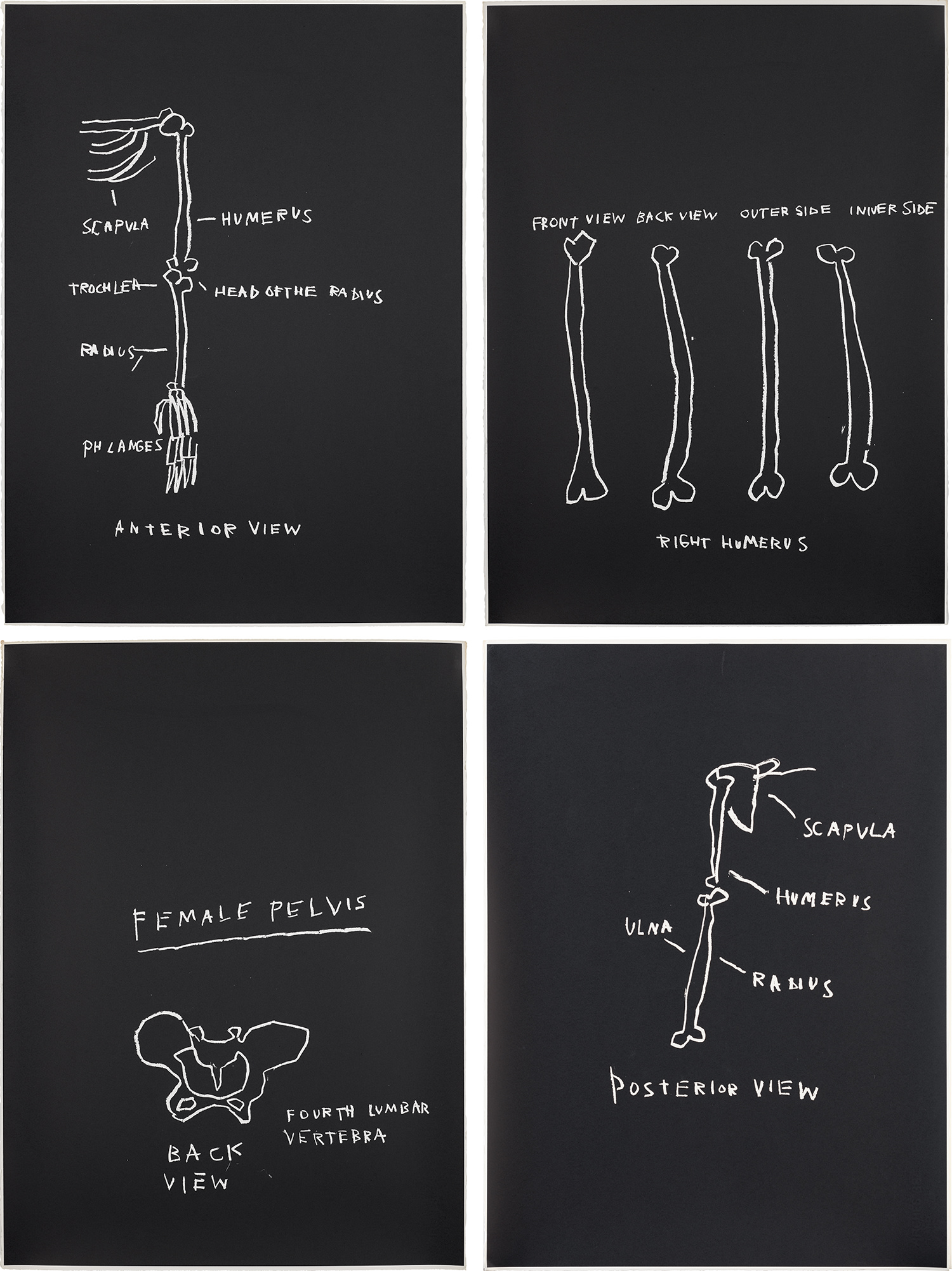 Jean-Michel Basquiat — Anterior View; Right Humerus; Female Pelvis; and Posterior View, from Anatomy