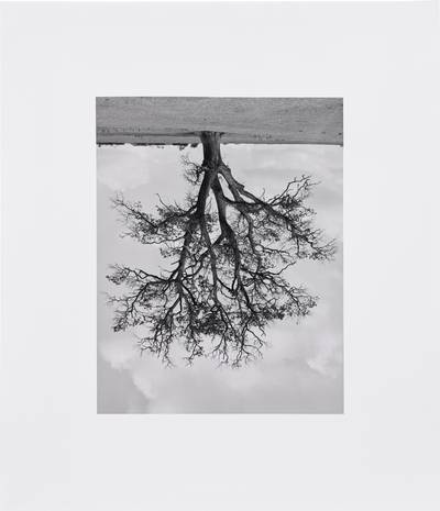 Oxfordshire Oak, Bandord Fall