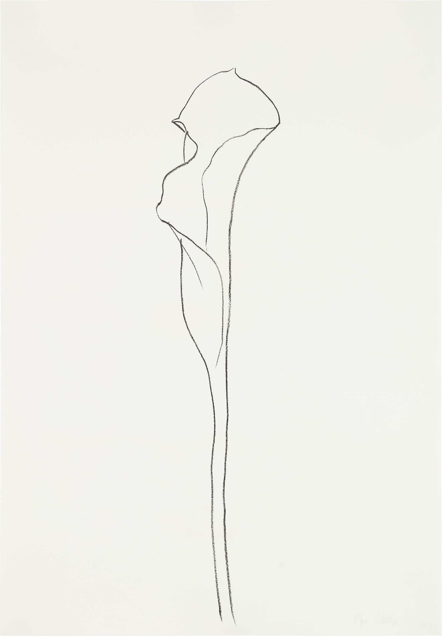 Ellsworth Kelly — Calla Lily III, from Series of Plant and Flower Lithographs (G. 1206, A. 211)