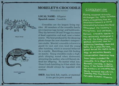 Morelet's Crocodile Project for the Belize Zoo