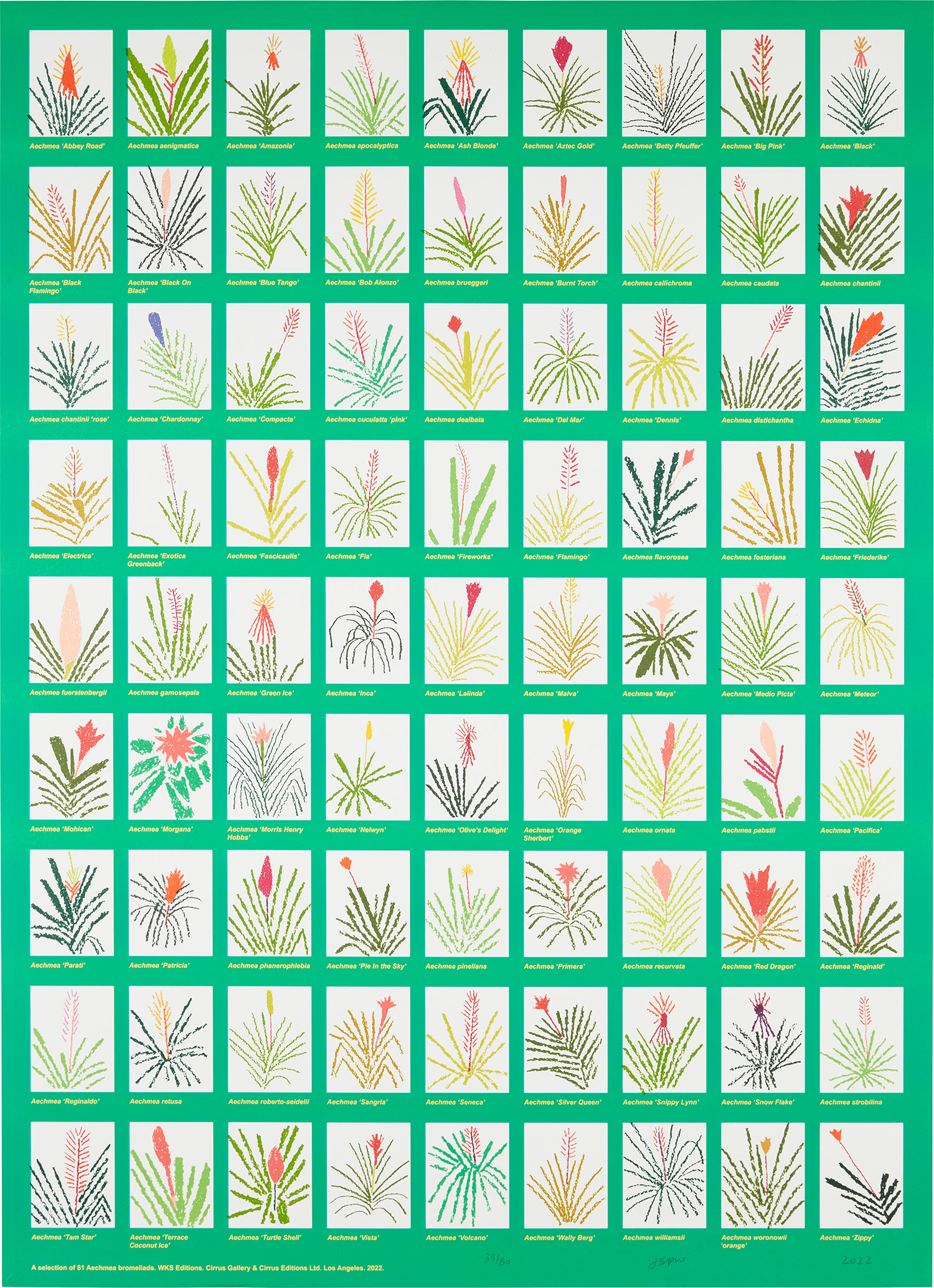 Jonas Wood — Aechmea Bromeliad Poster