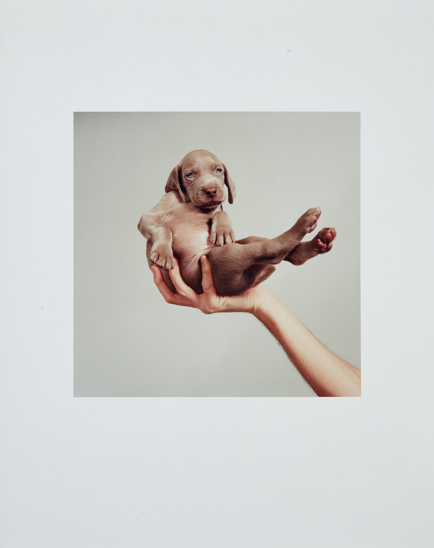 William Wegman — Handsome