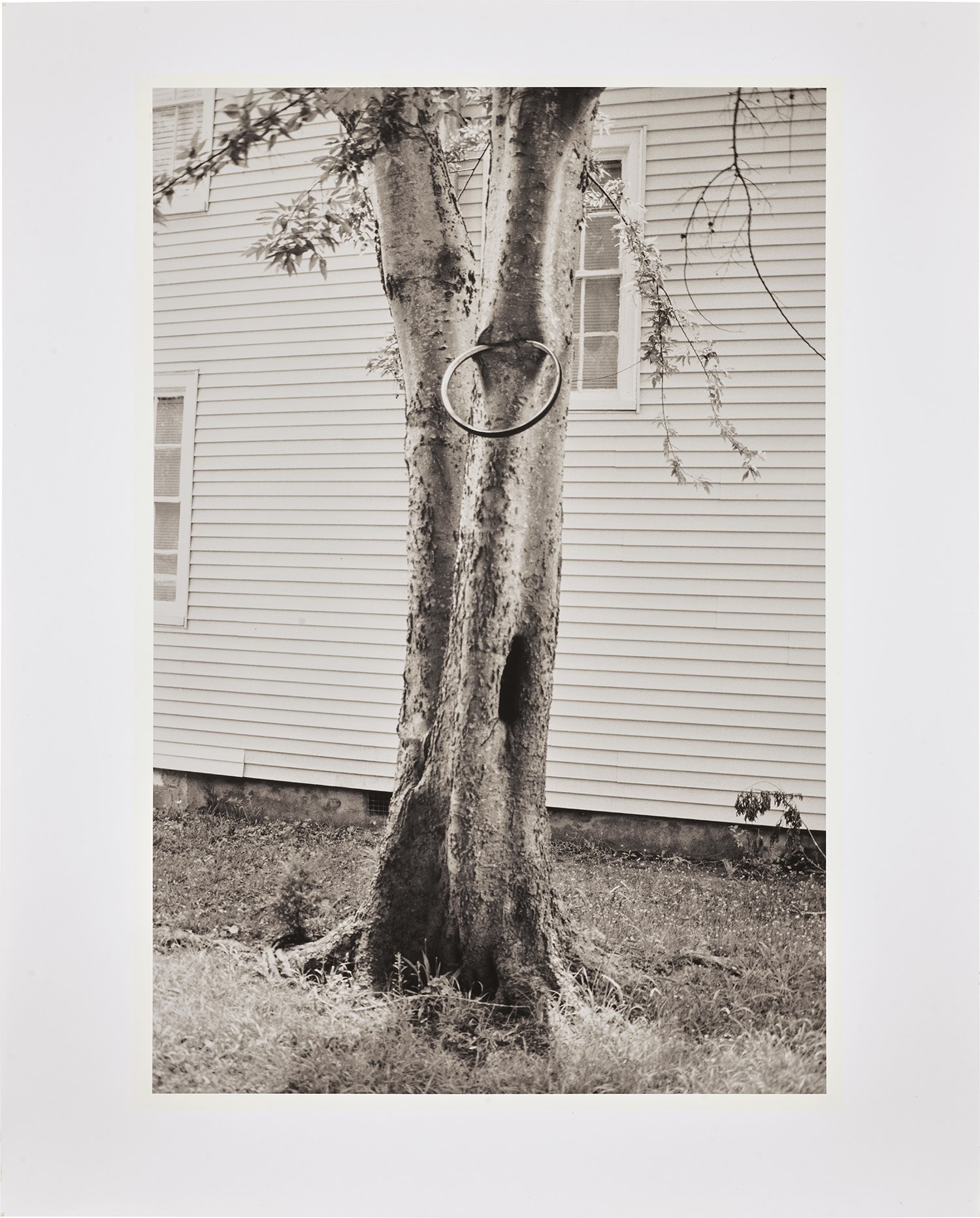 David Hammons — Money Tree (P. 31)