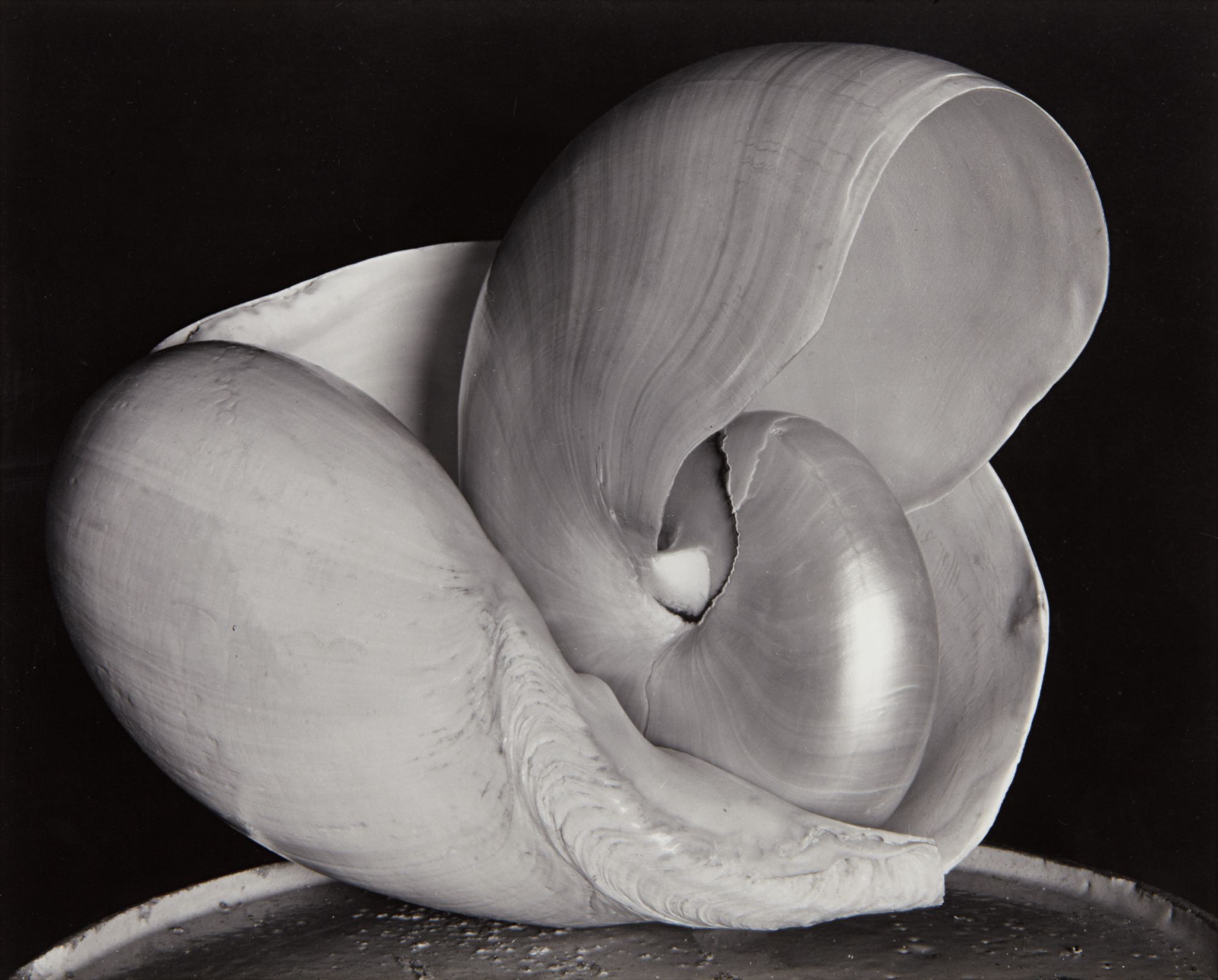 Edward Weston — Shells