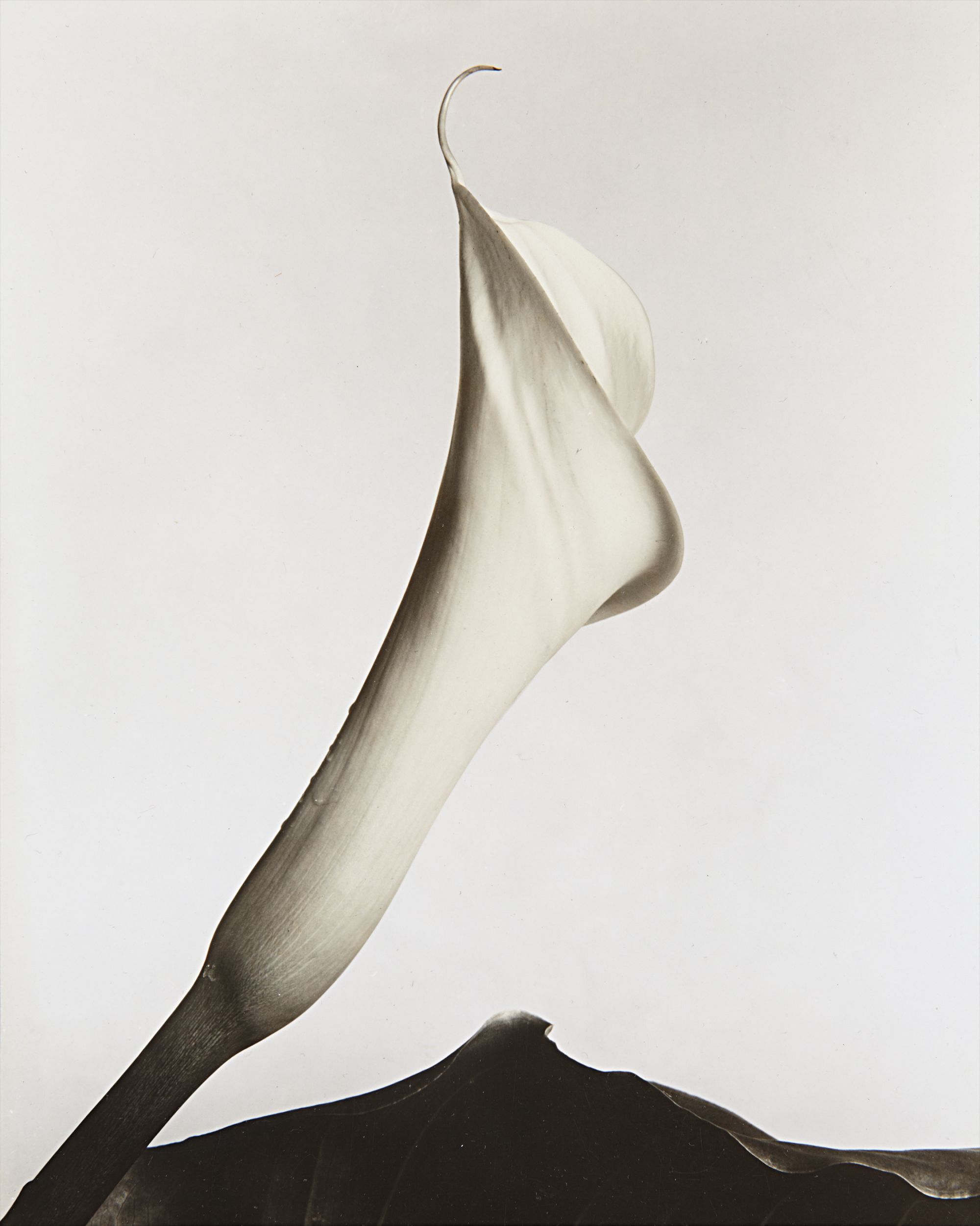 Calla with leaf