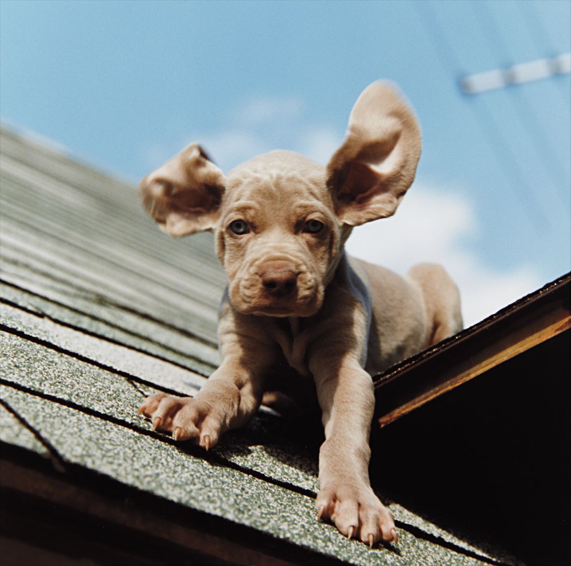 William Wegman — Flying Dumbo