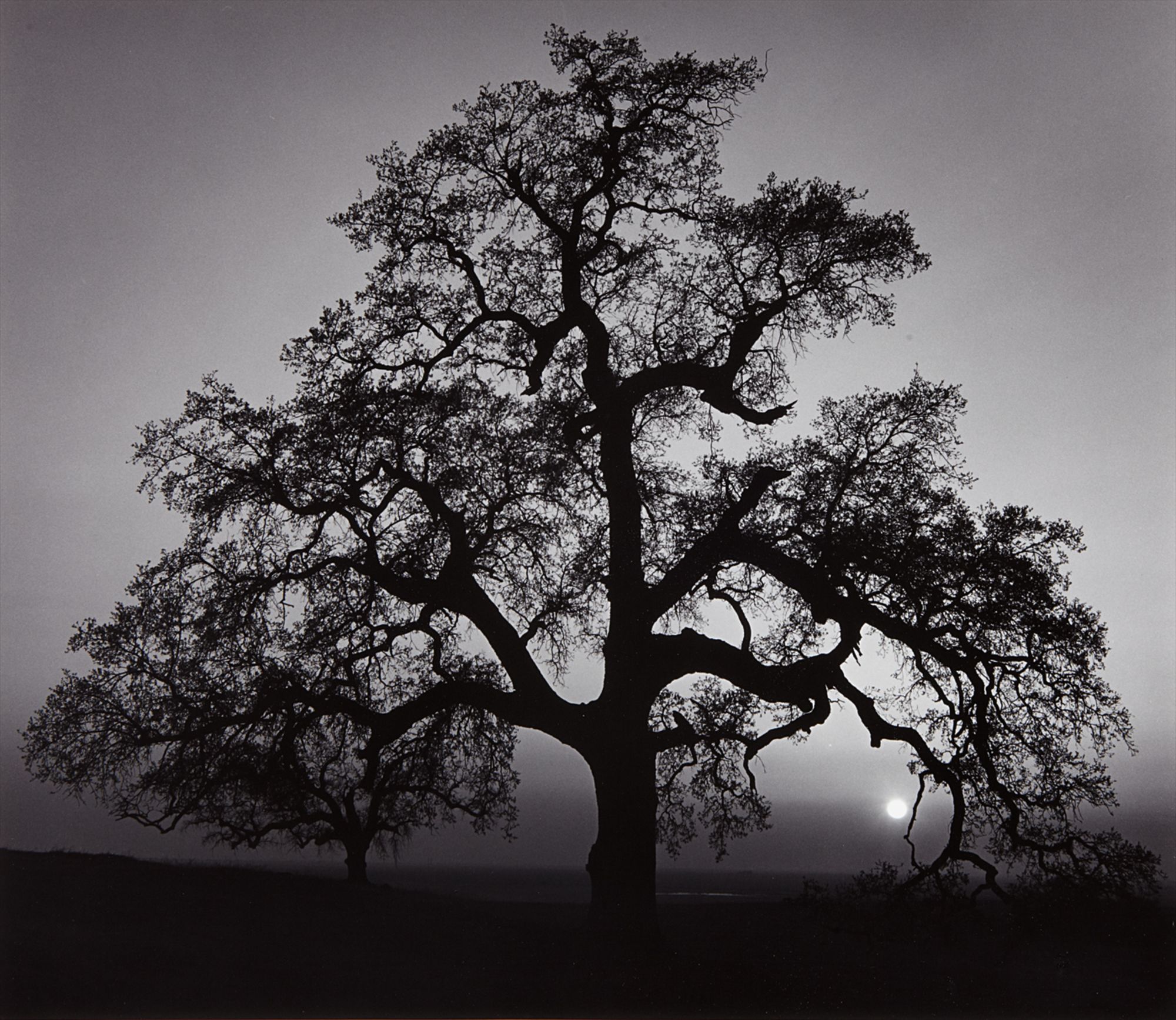 Ansel Adams — Oak Tree, Sunset City, Sierra Foothills, California