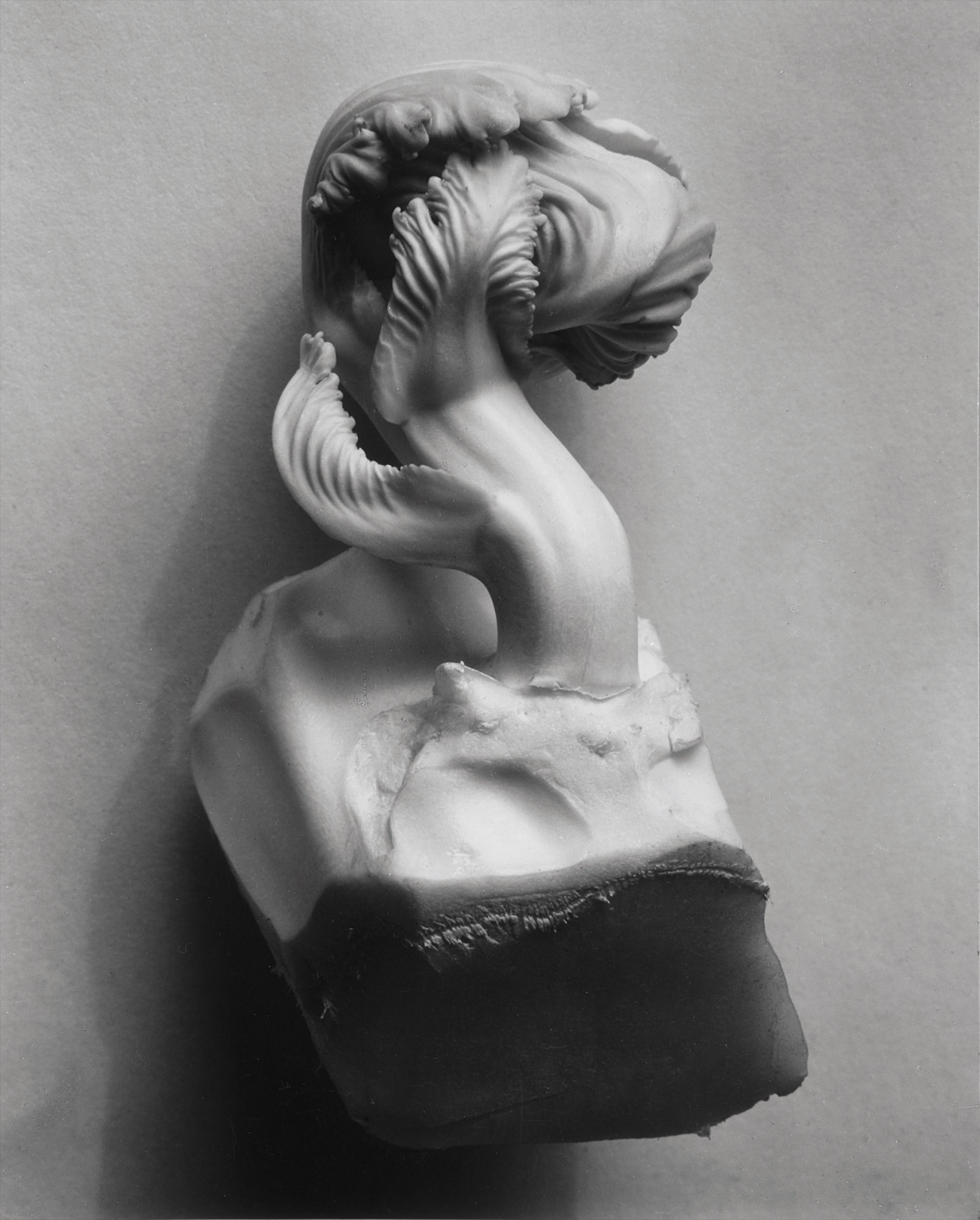 Edward Weston — Cabbage Fragment