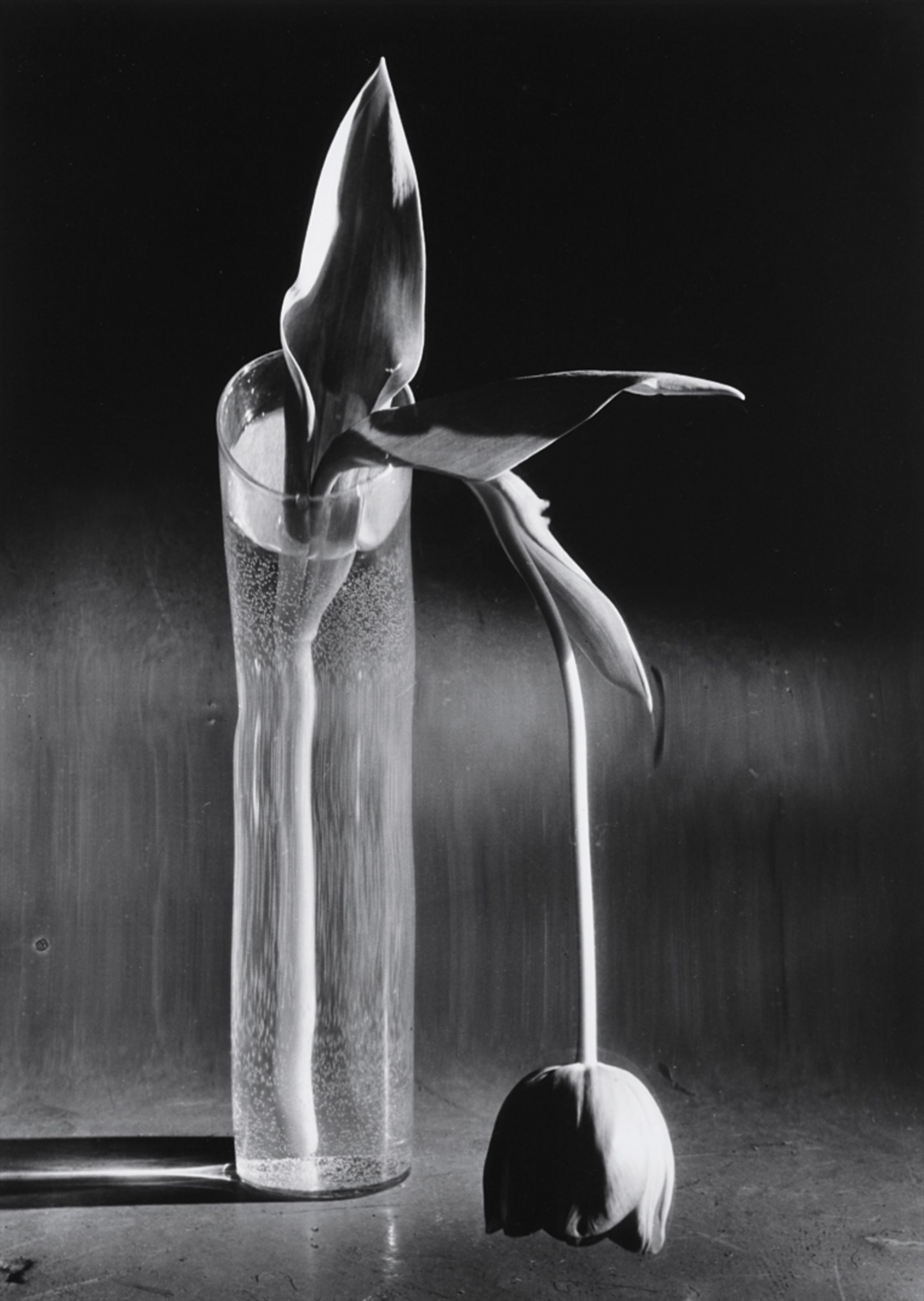 André Kertész — Melancholic Tulip