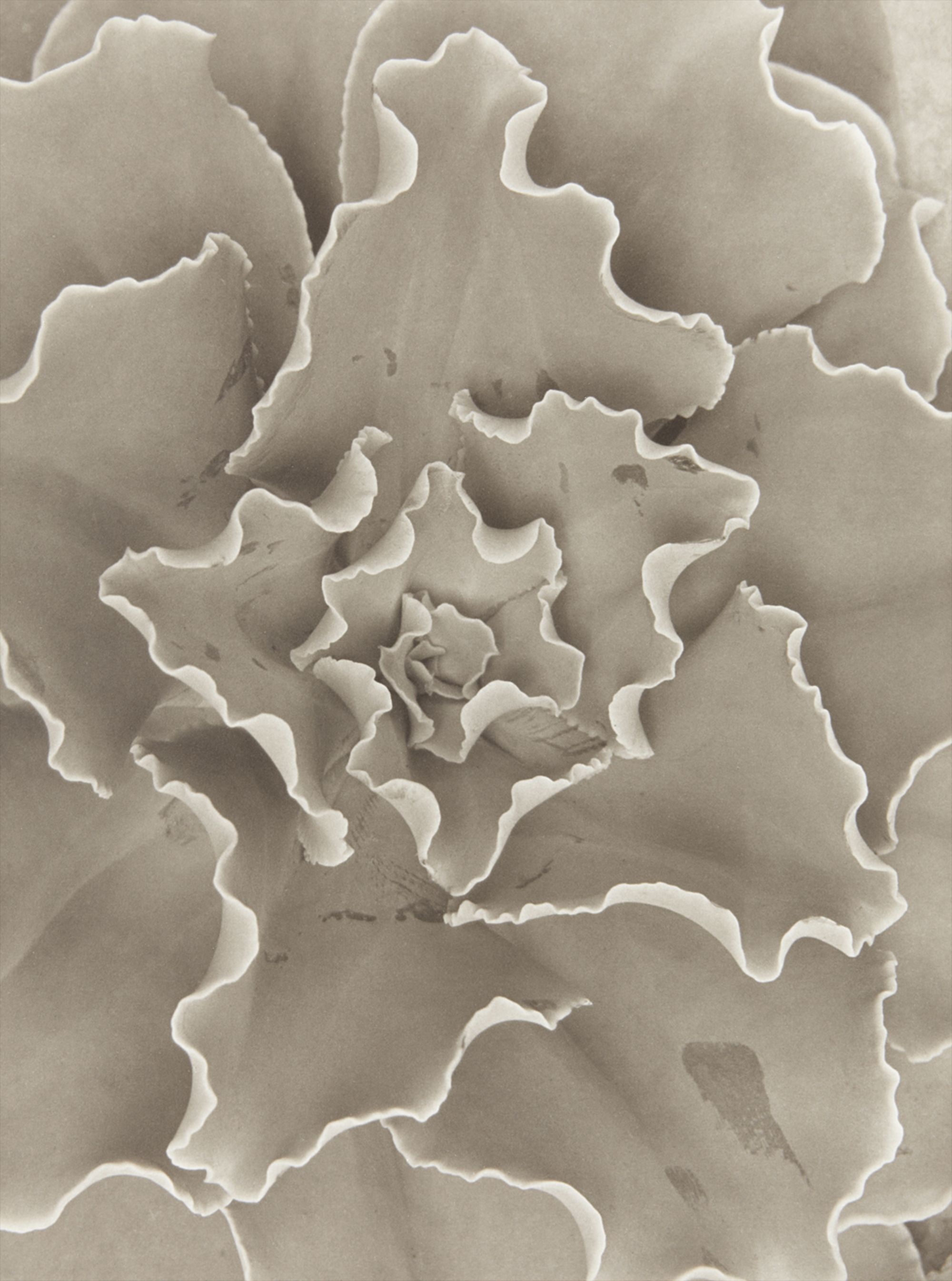 Horst P. Horst — Echeveria Gibbiflora Crispa