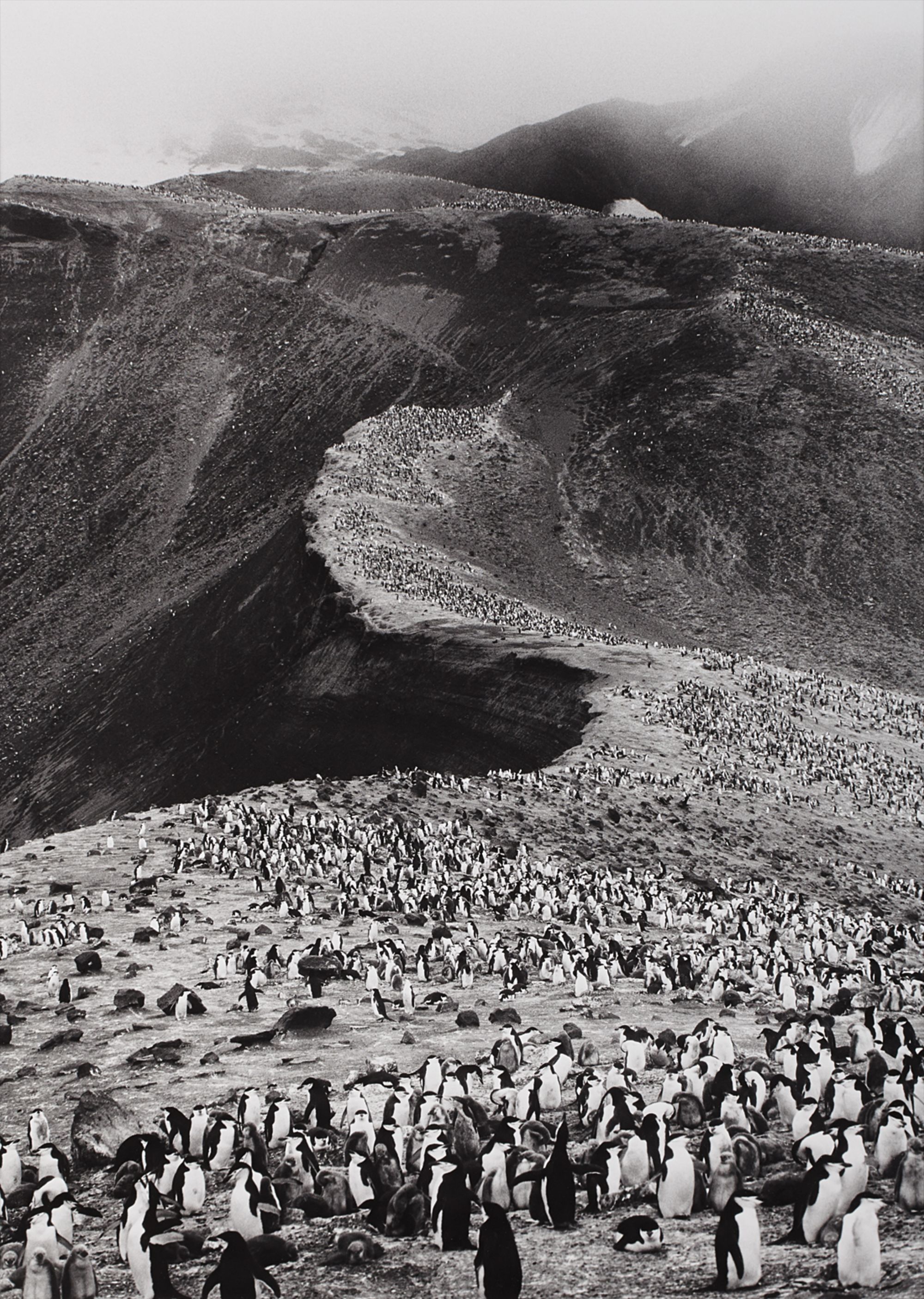 Sebastião Salgado — Chinstrap Penguins (Pygoscelis Antarctica), Deception Island, Antarctica