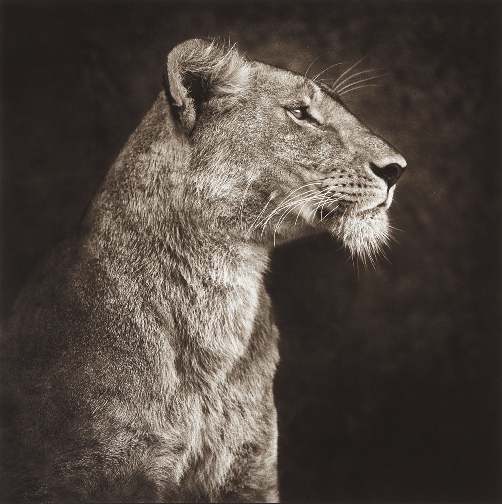 Nick Brandt — Portrait of Lioness Against Rock, Serengeti