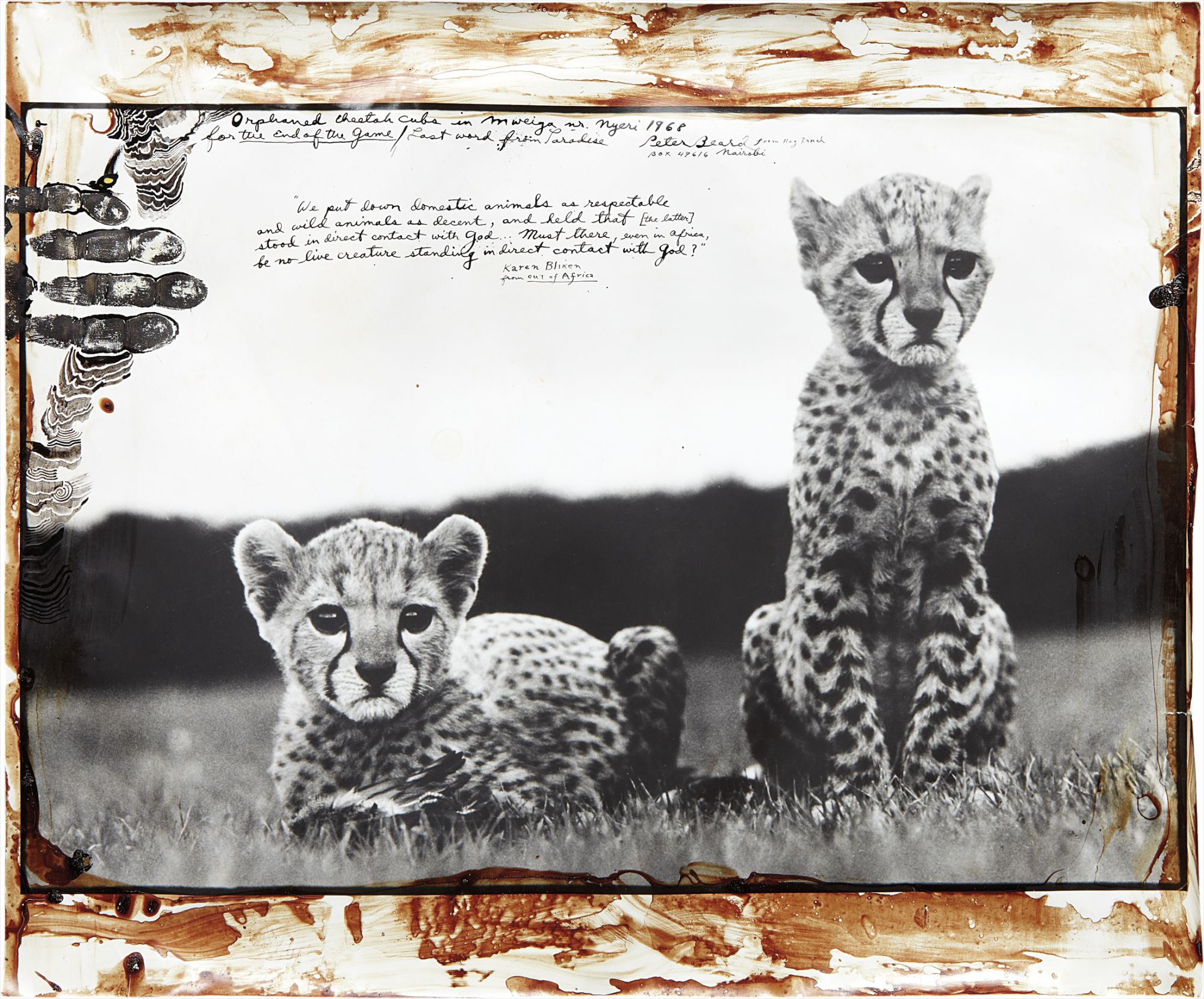 Peter Beard — Cheetah Cubs at Mweiga nr. Nyeri, Kenya for The End of the Game