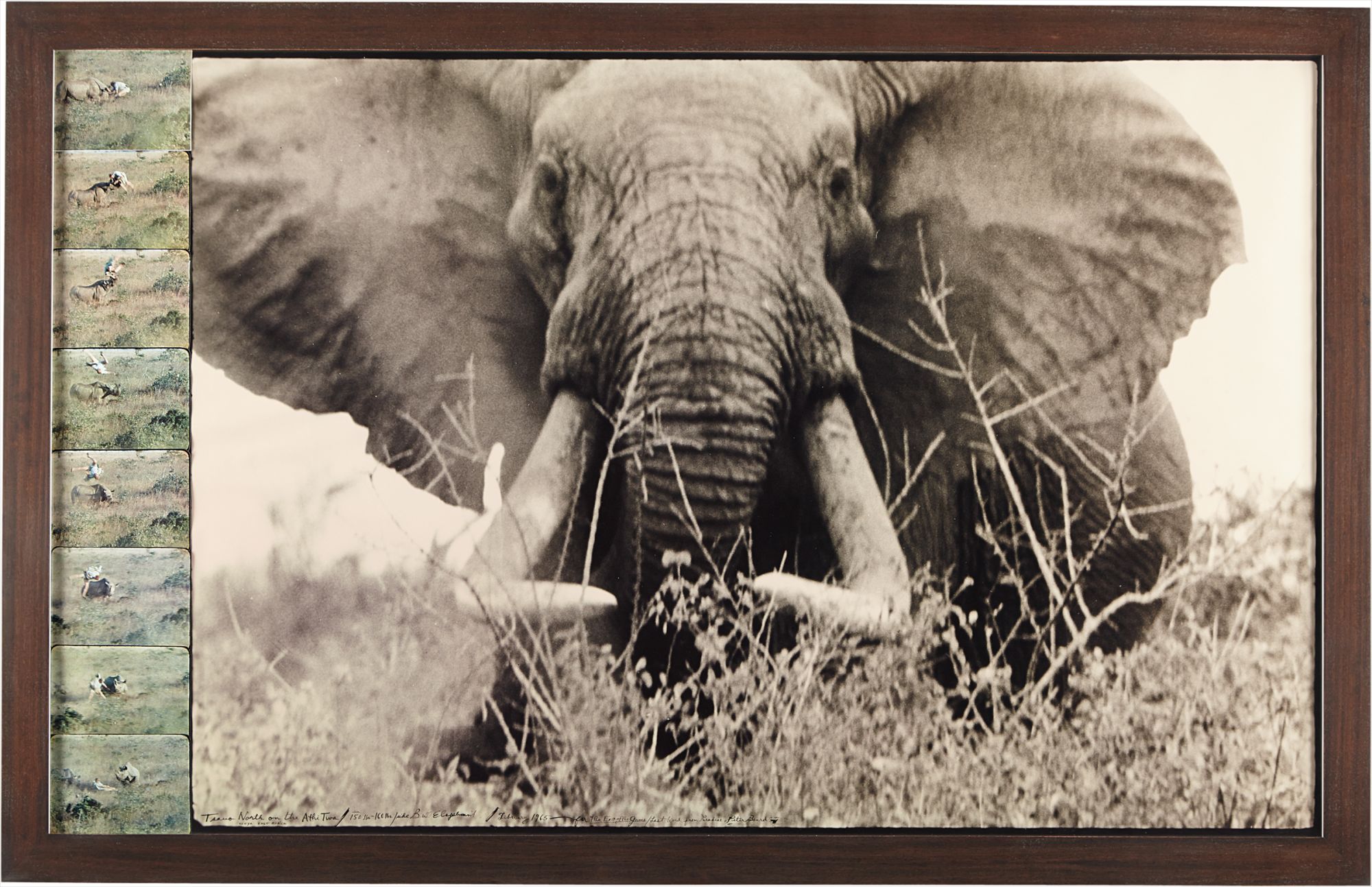 Peter Beard — Tsavo north on the Athi Tiva, circa 150 lbs.- 160 lbs. Side bull elephant, February