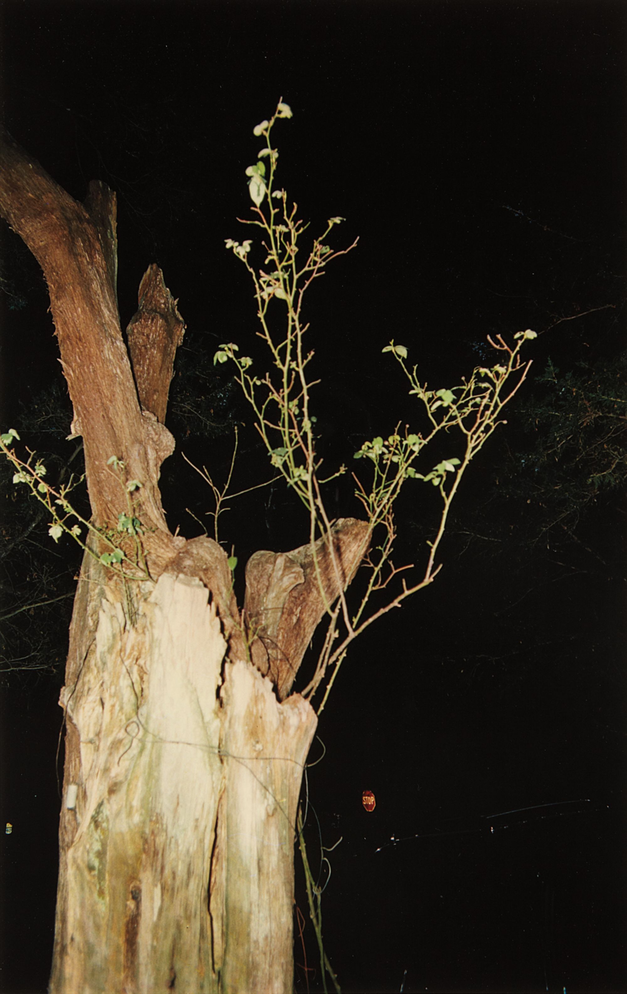 William Eggleston — Morton, Mississippi