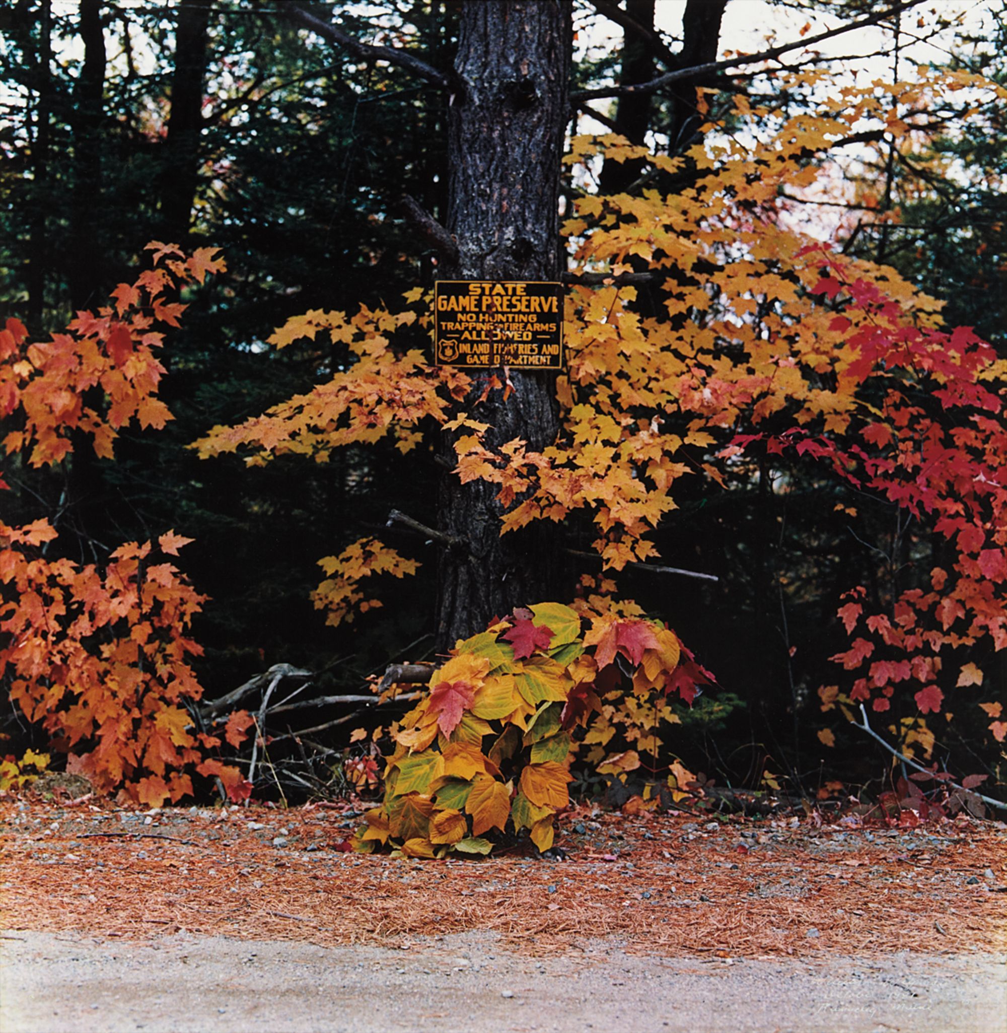 William Wegman — Rangeley, Maine, October