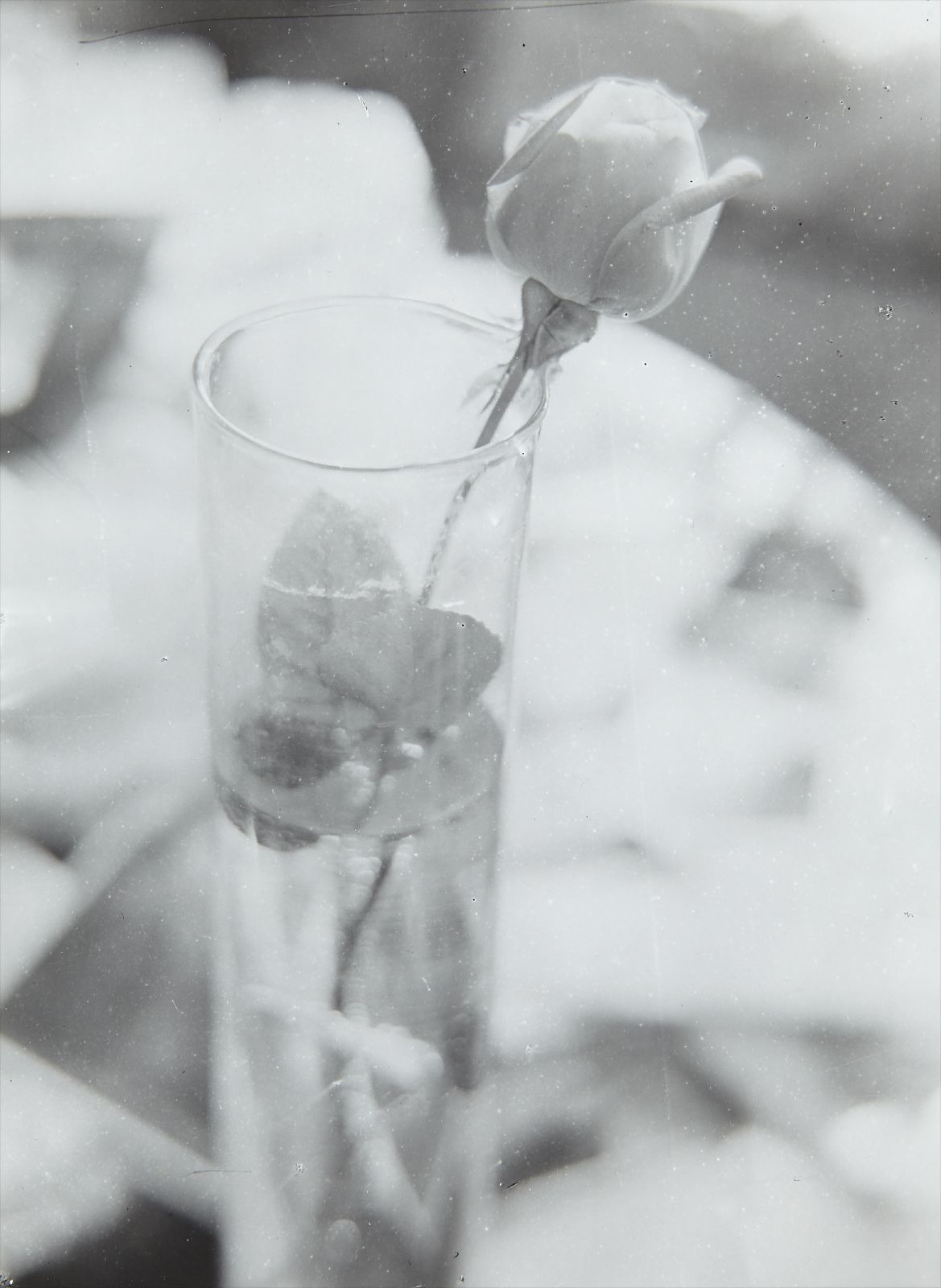 Josef Sudek — Rose in Glass