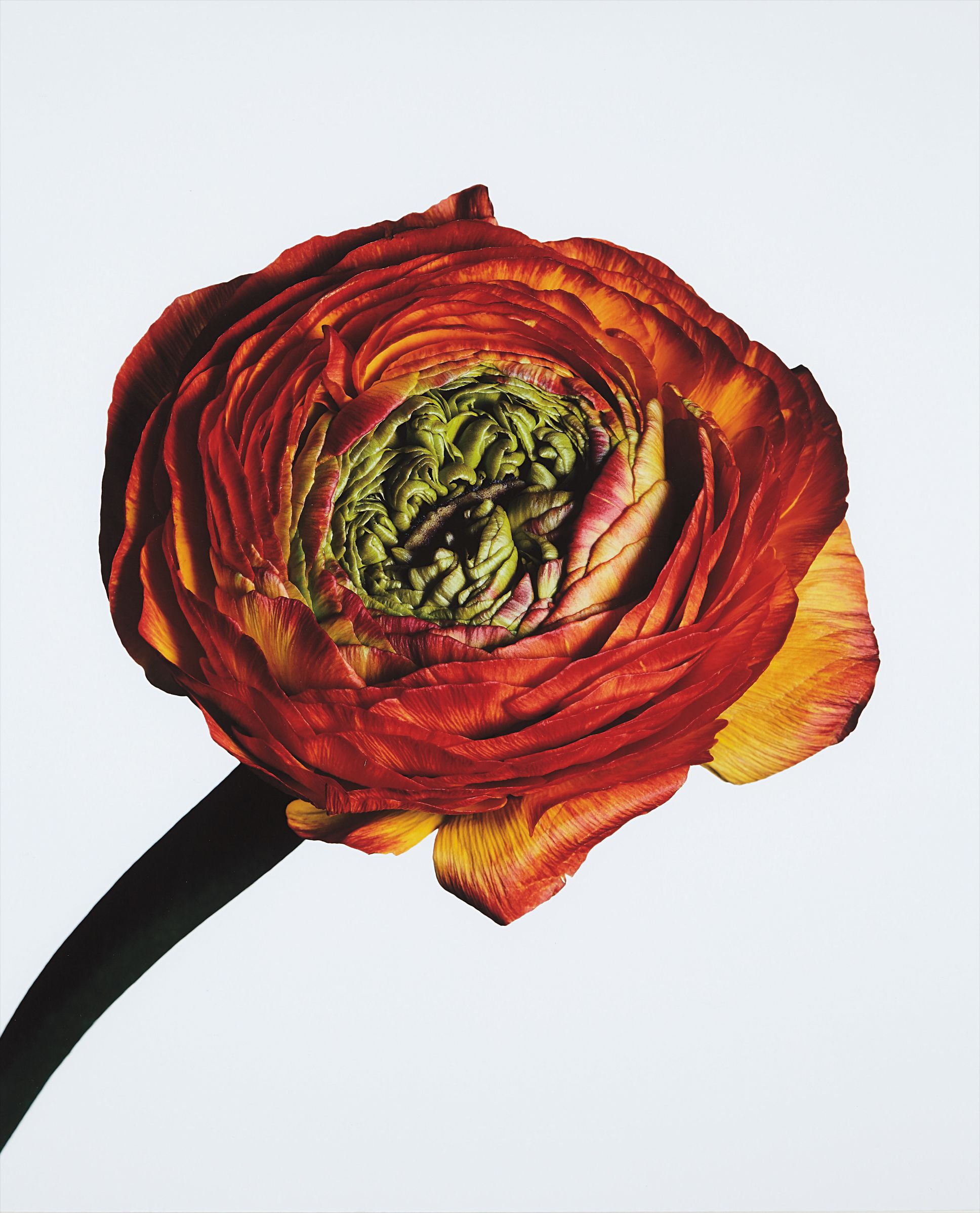 Irving Penn — Ranunculus/ Ranunculus asiaticus: Picotee (New York)