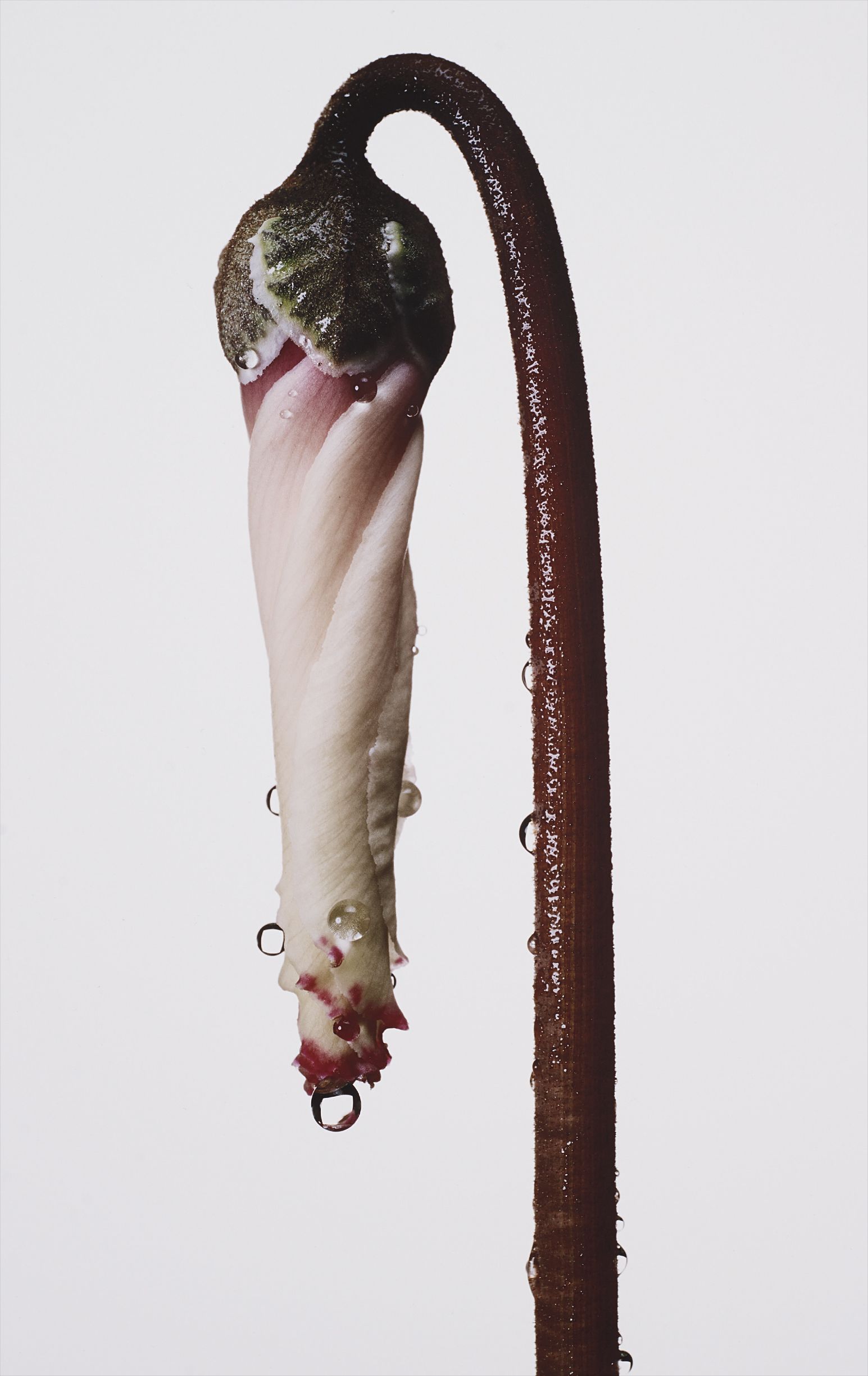 Irving Penn — Persian Violet Cyclamen/ Cyclamen persicum (New York)