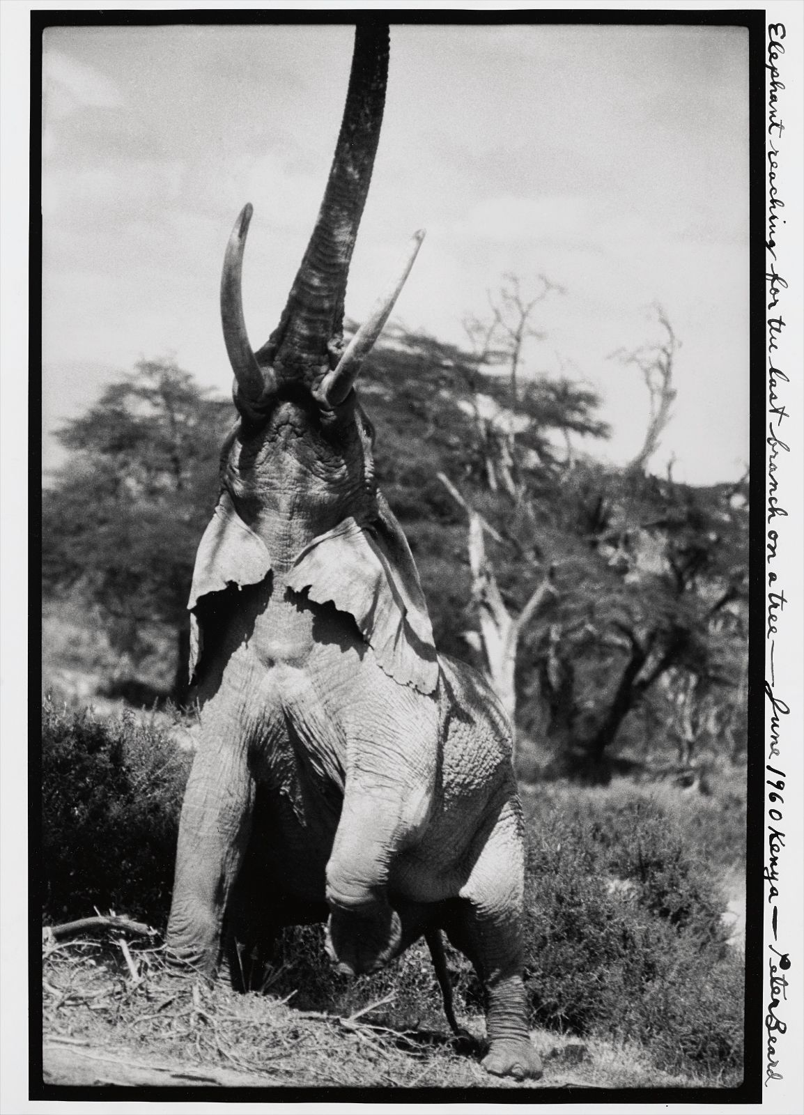 Peter Beard — Elephant reaching for the last branch on a tree, Kenya