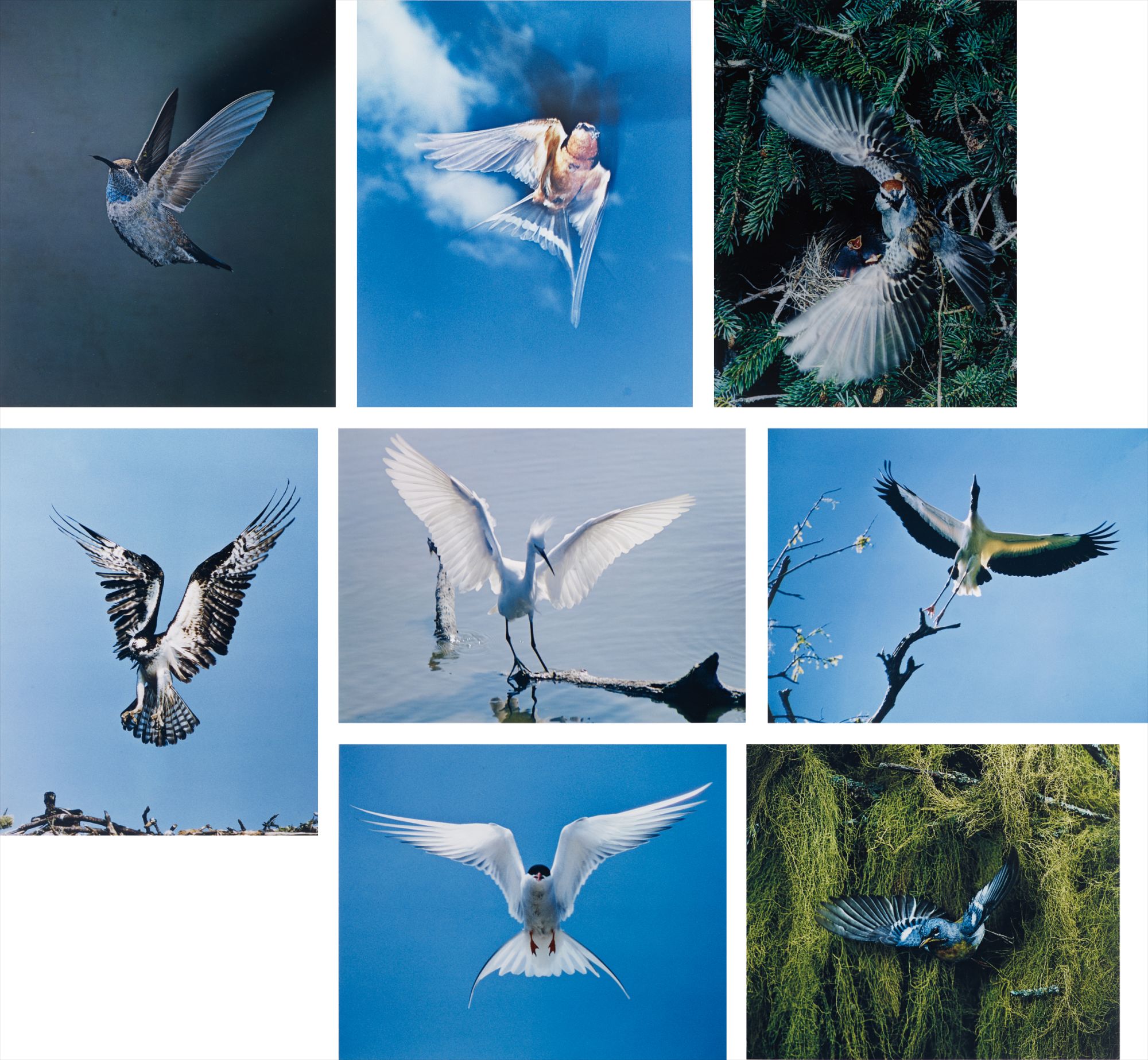 Eliot Porter — Birds in Flight