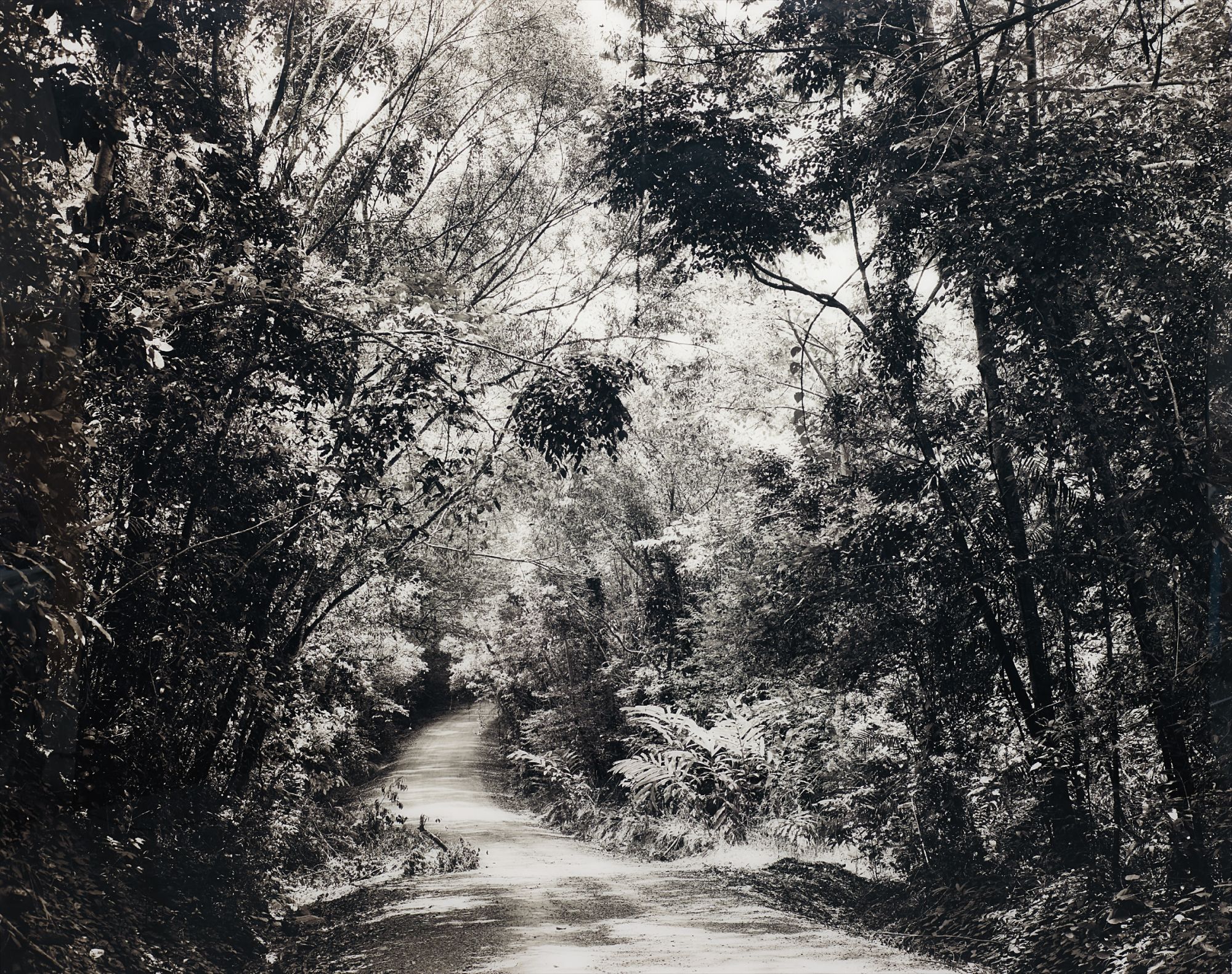 Thomas Struth — Paradise 8 (Blumfield Track), Daintree, Australia