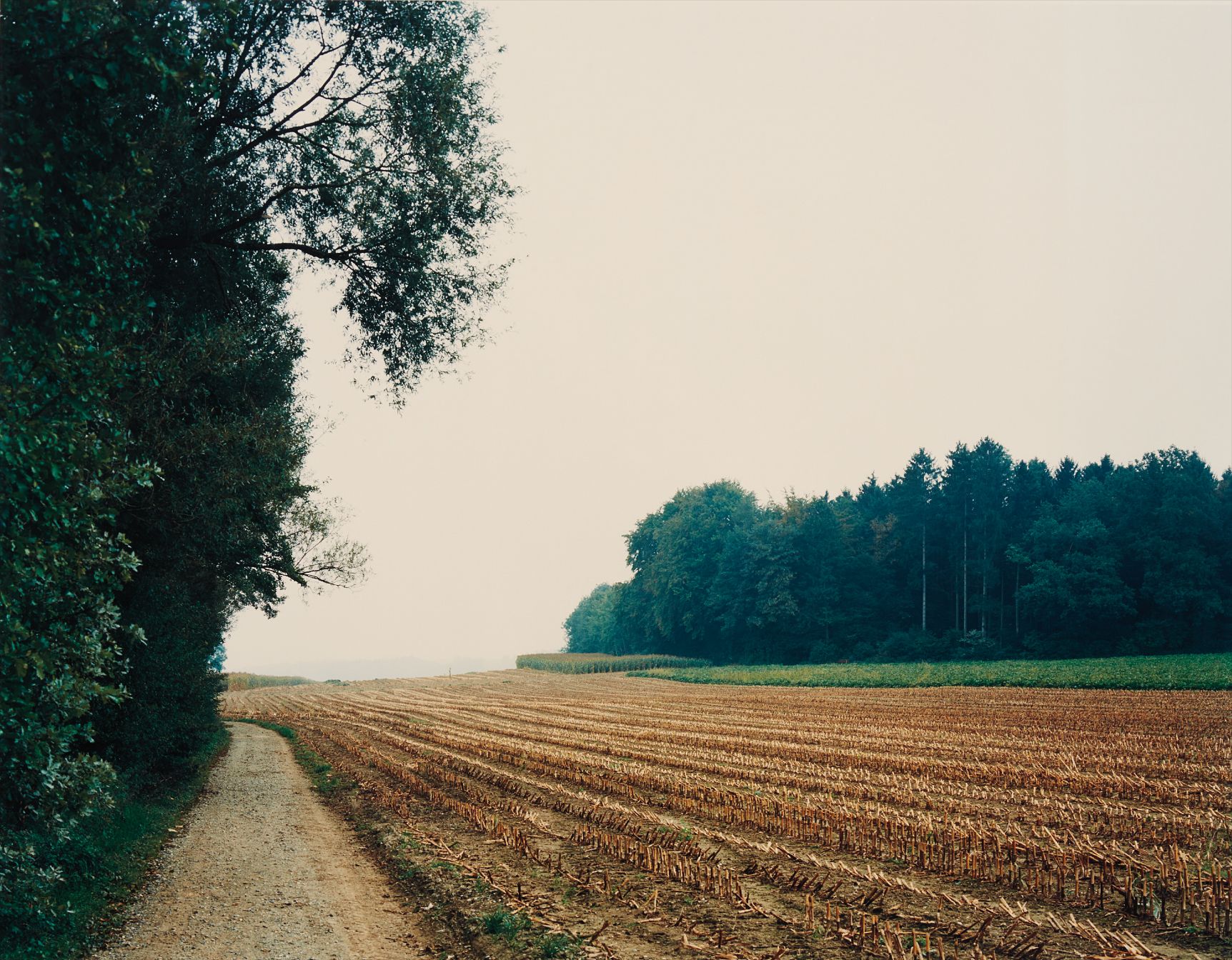 Mais-Acker Nach der Ernte n°34, Winterthur