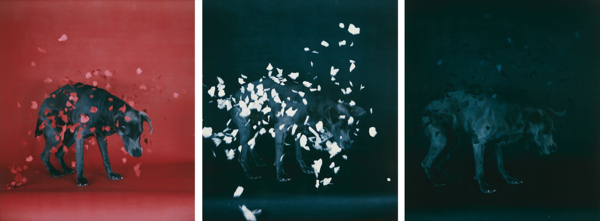 William Wegman — Snow