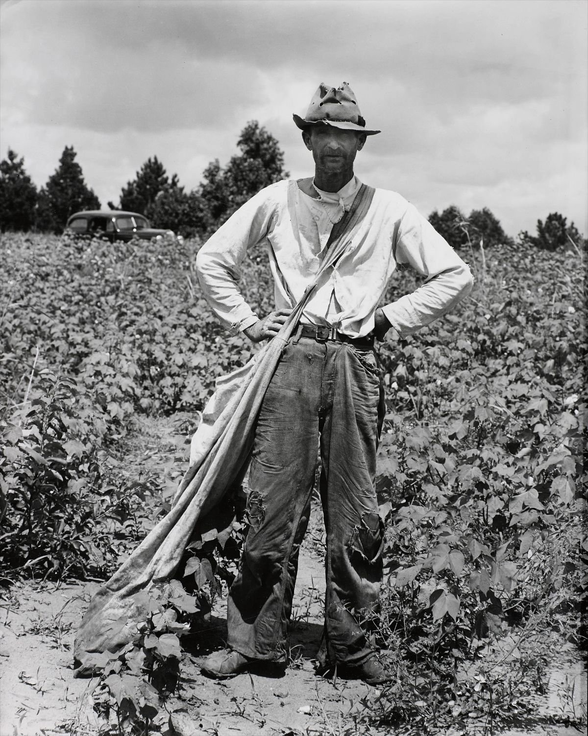 Walker Evans — Bud Fields in his cotton field, Hale County, Alabama, Summer