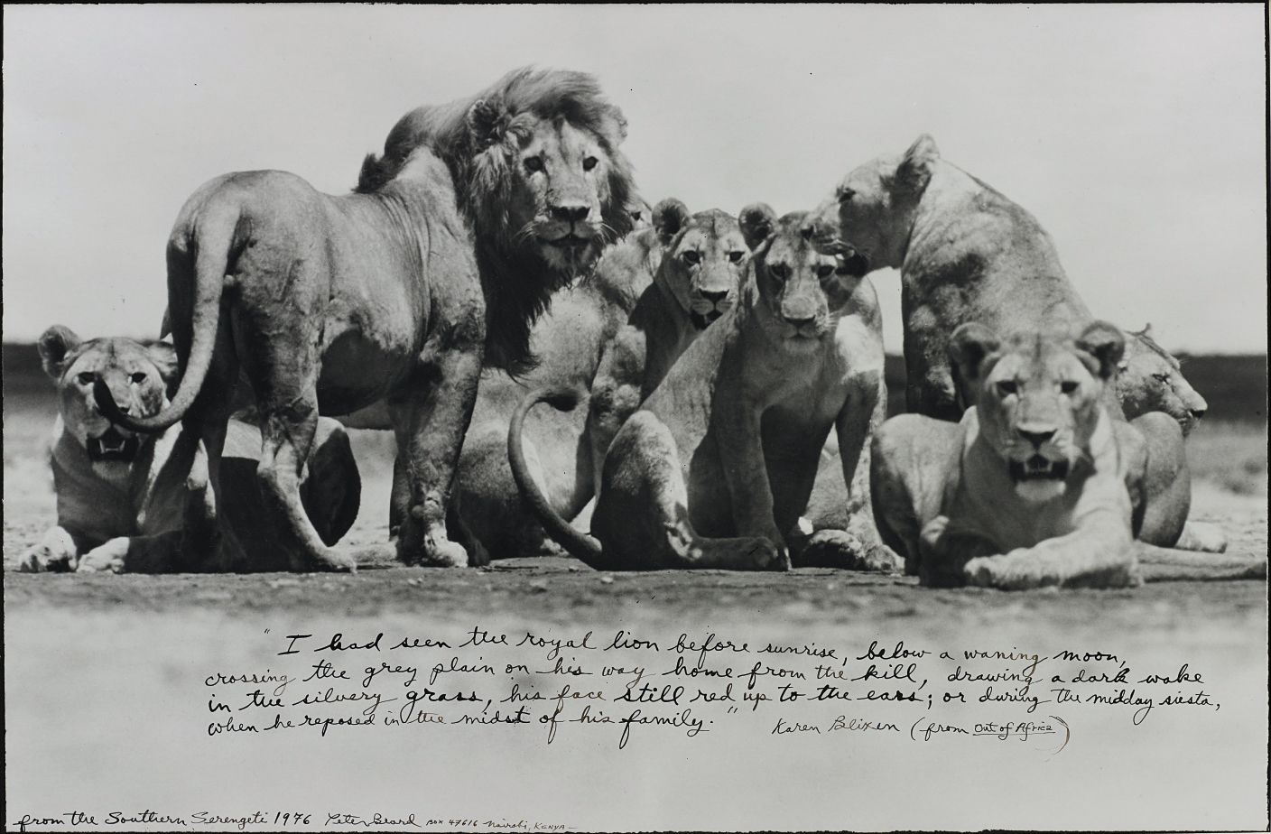 Peter Beard — Lion Pride from The End of the Game