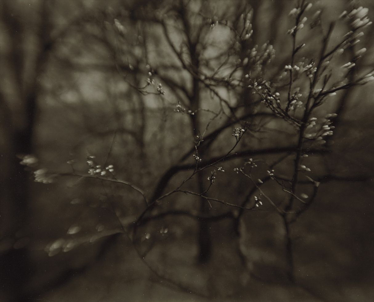 Josef Sudek — The Coming of Spring