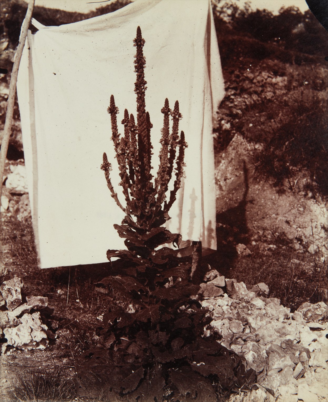 Eugène Atget — Bouillon Blanc en Fleur