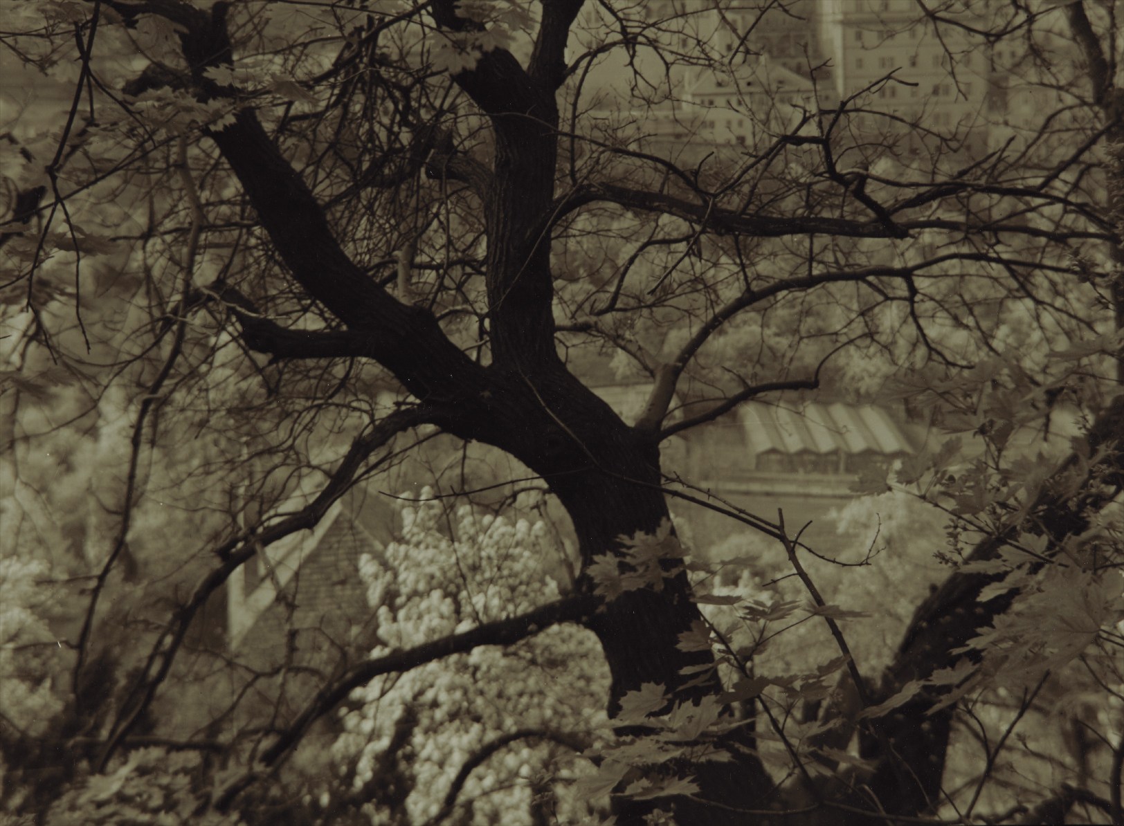 Josef Sudek — Strahov Park, Prague