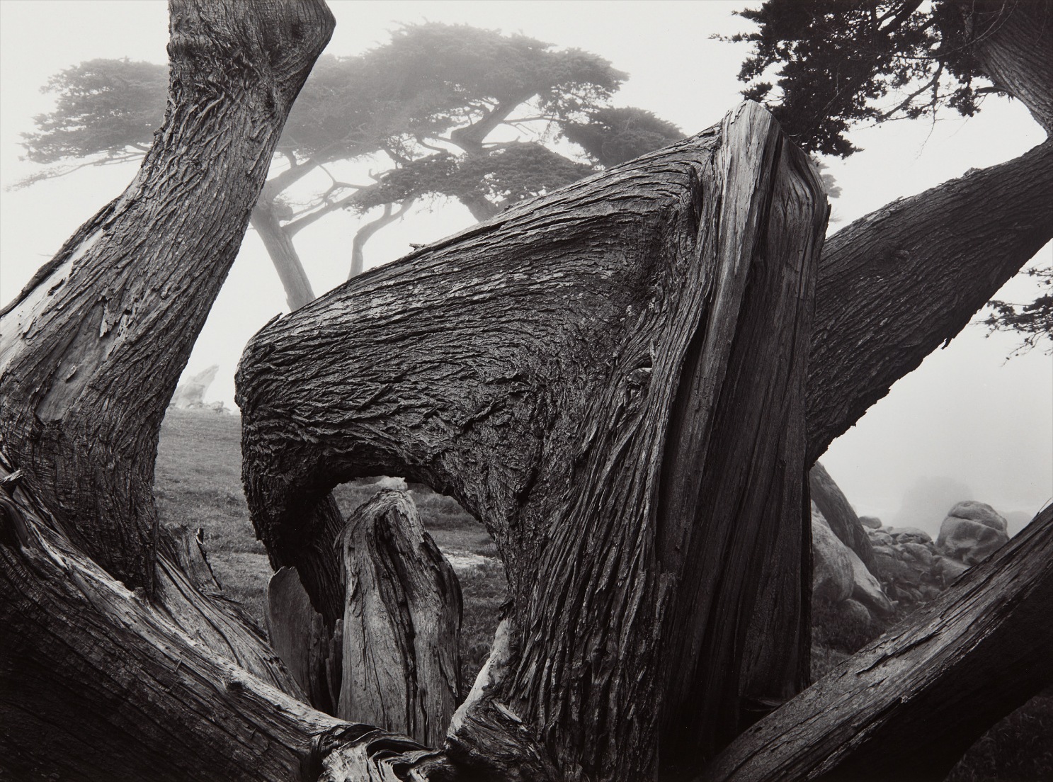 Ansel Adams — Cypress Tree in Fog, Pebble Beach, California