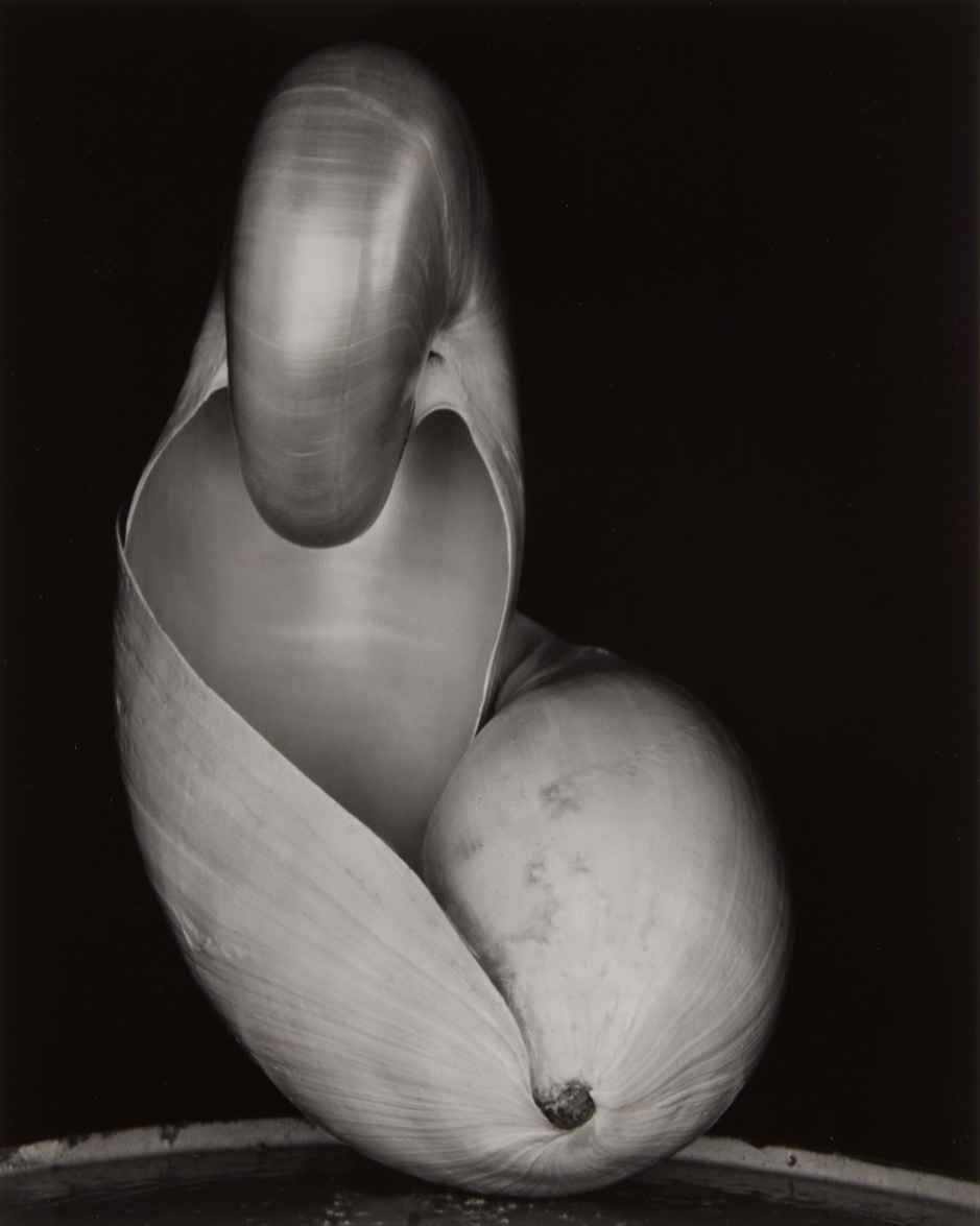 Edward Weston — Shell