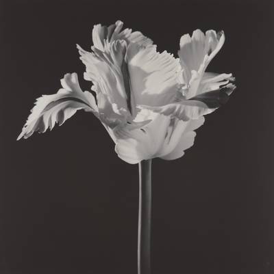 Parrot Tulip