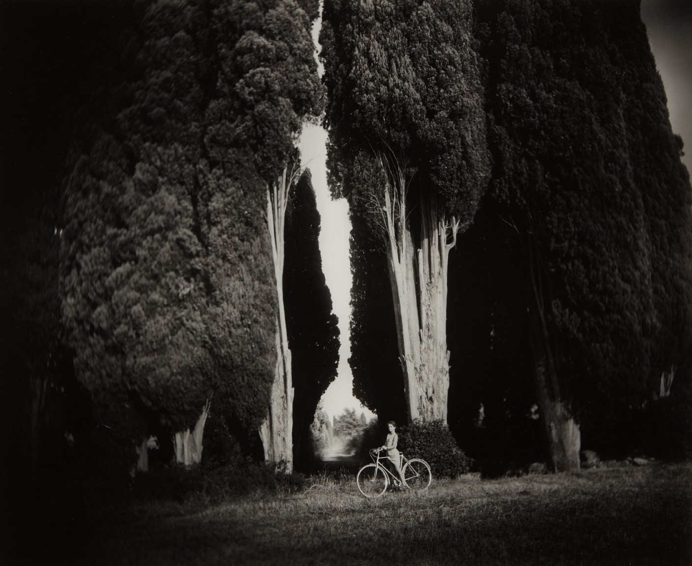 Sally Mann — Sempervirens 'Stricta'