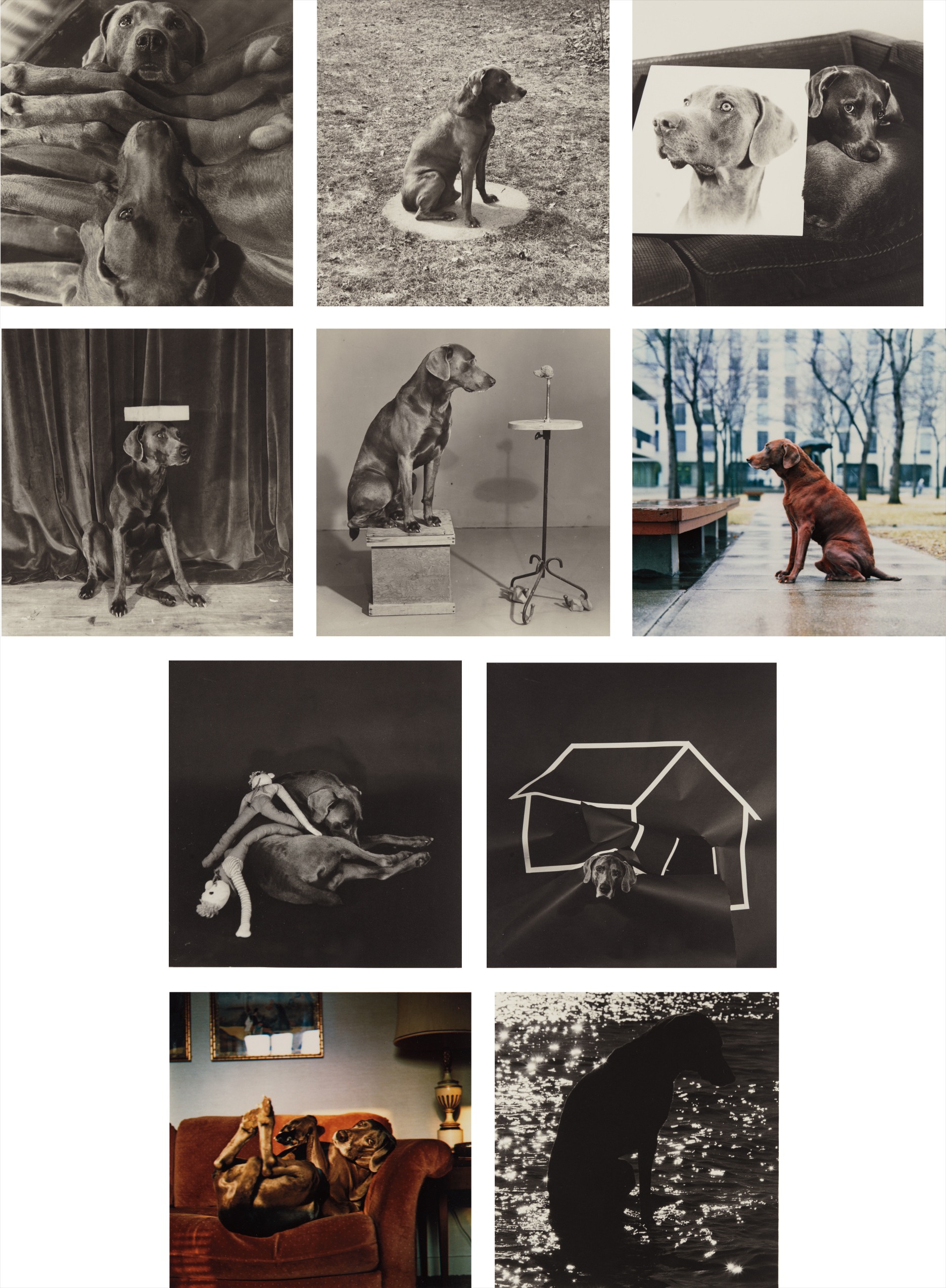 William Wegman — Man Ray