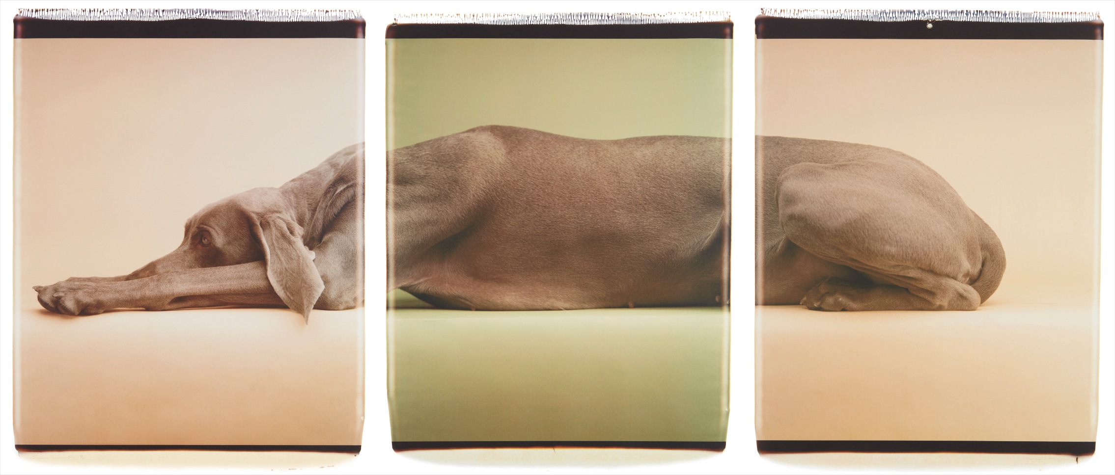 William Wegman — Green Caramelle