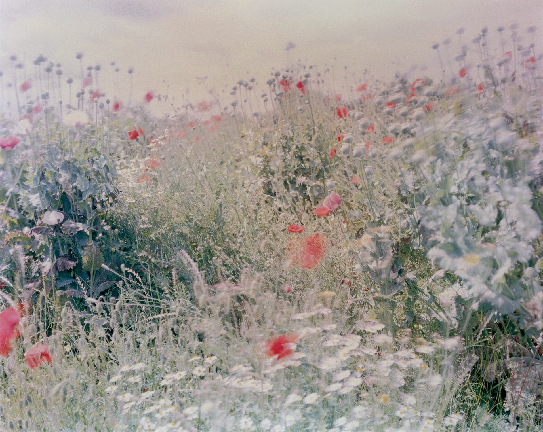 Ori Gersht — Wildflowers from Flowers