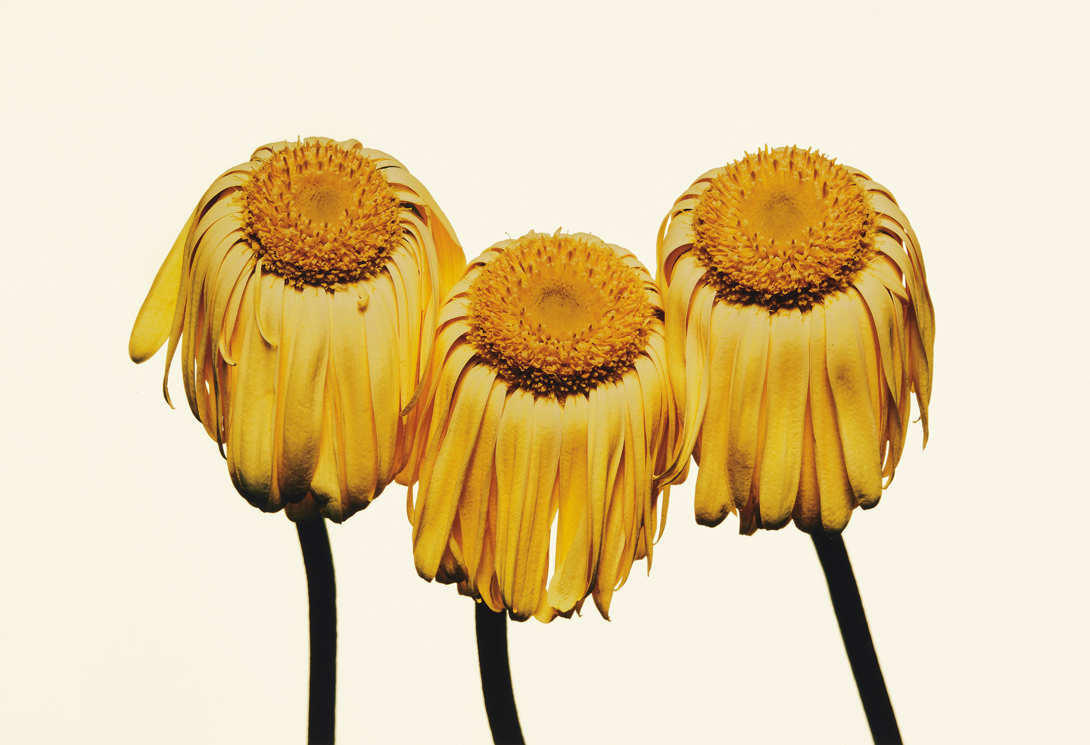 Gerbera Daisy/Gerbera jamesonii "Husky," New York