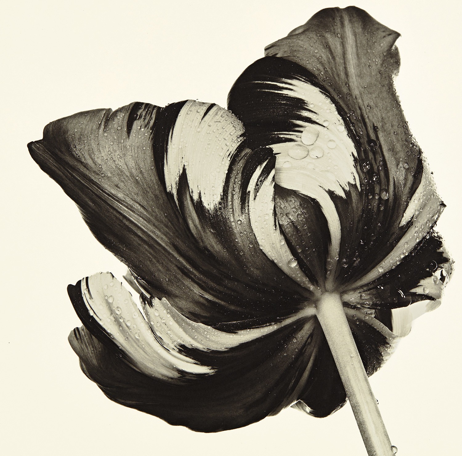 Irving Penn — Cottage Tulip: Sorbet, New York