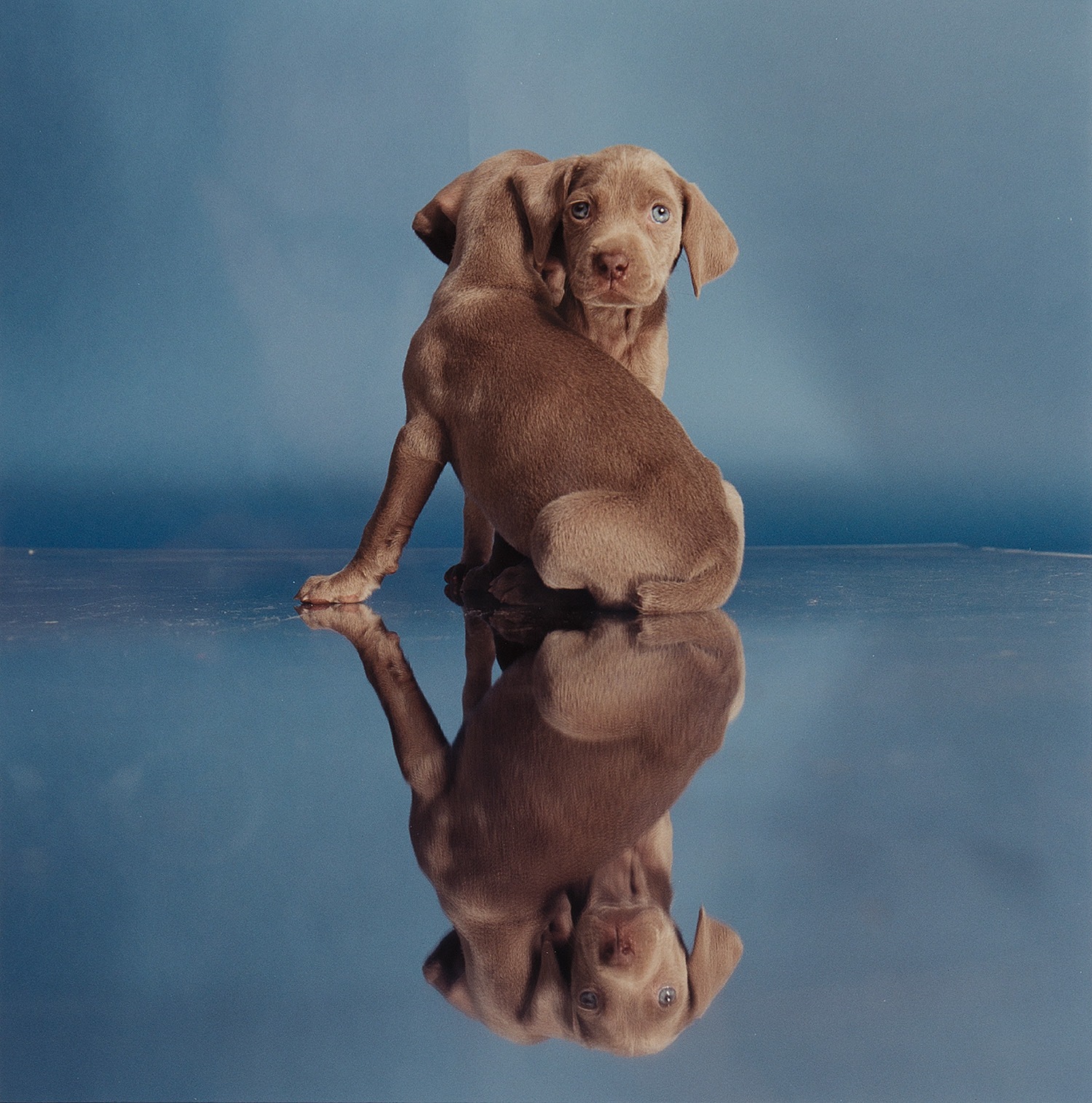 William Wegman — About face